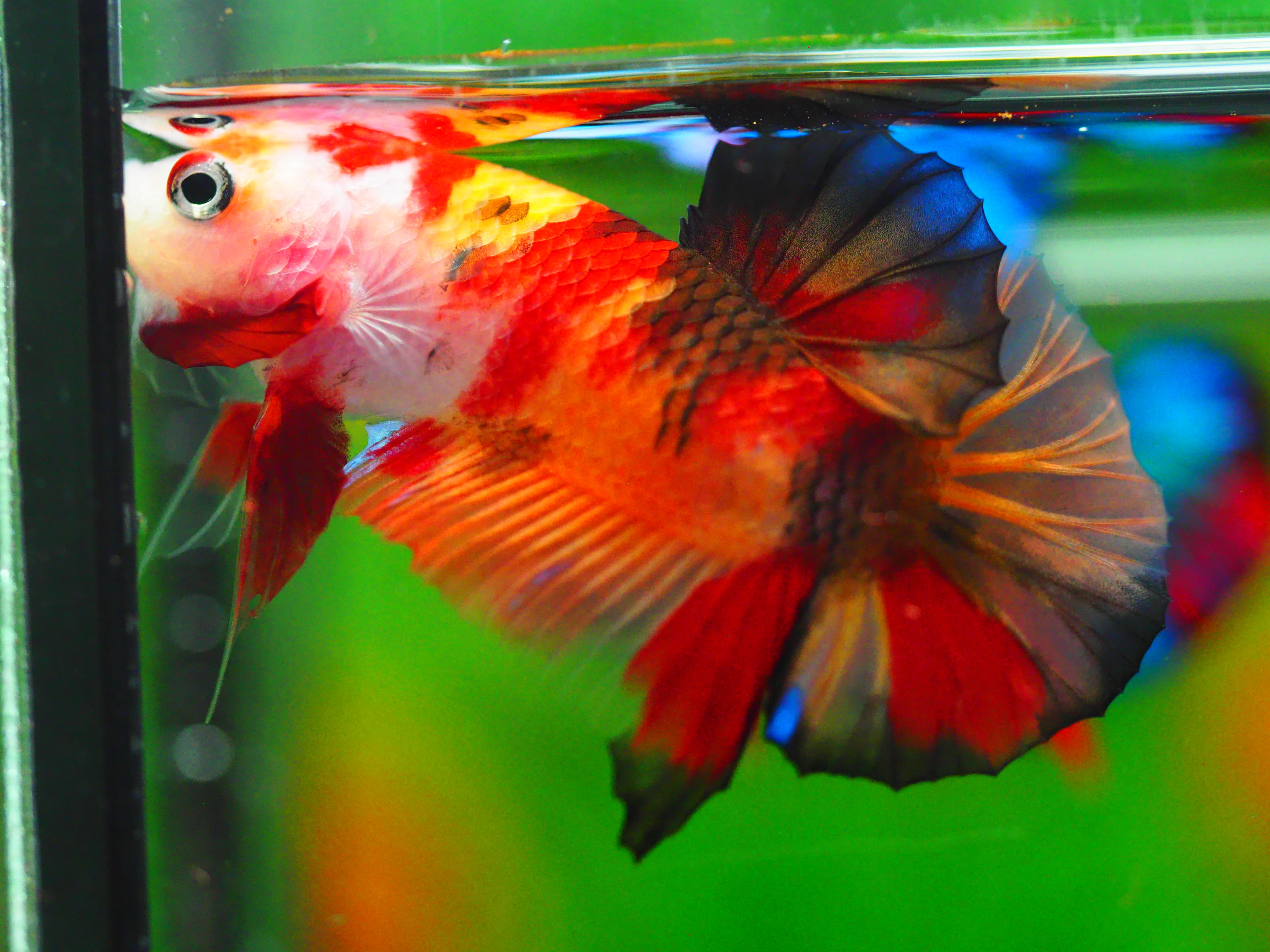 HMPK NEMO MALE GRADE A +++