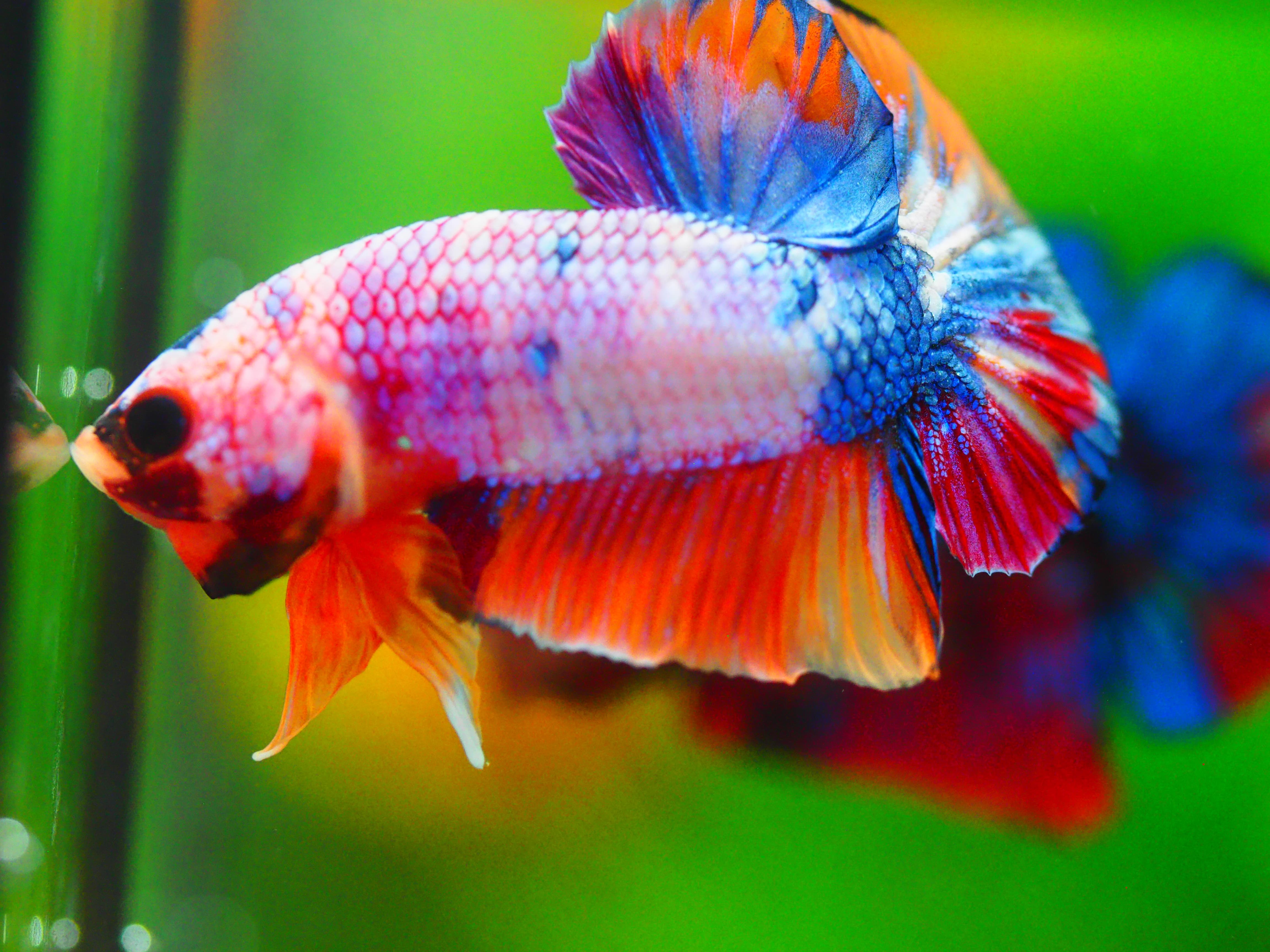 HMPK KOI FANCY MALE GRADE A +++