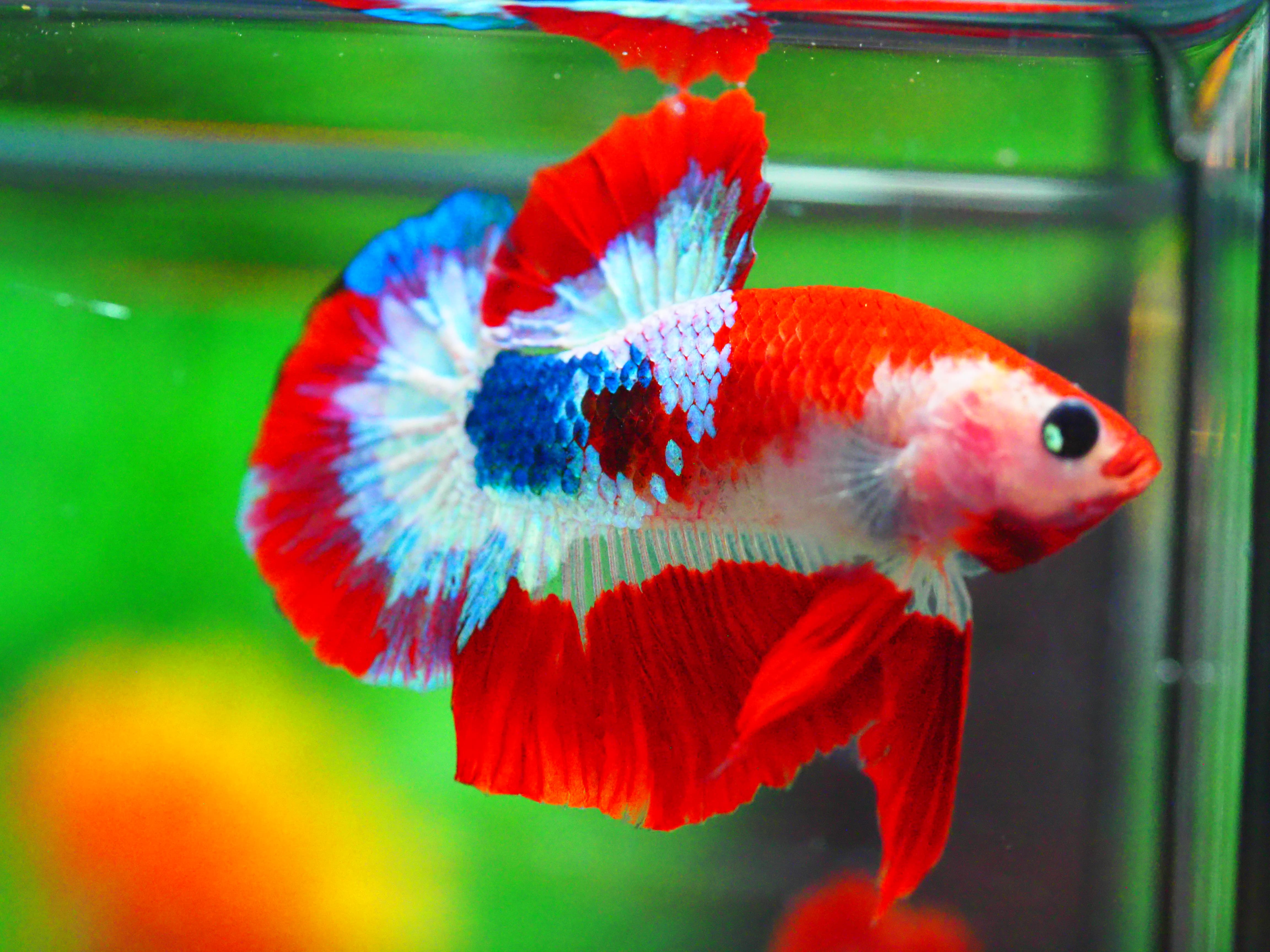 HMPK FANCY MALE GRADE A +++