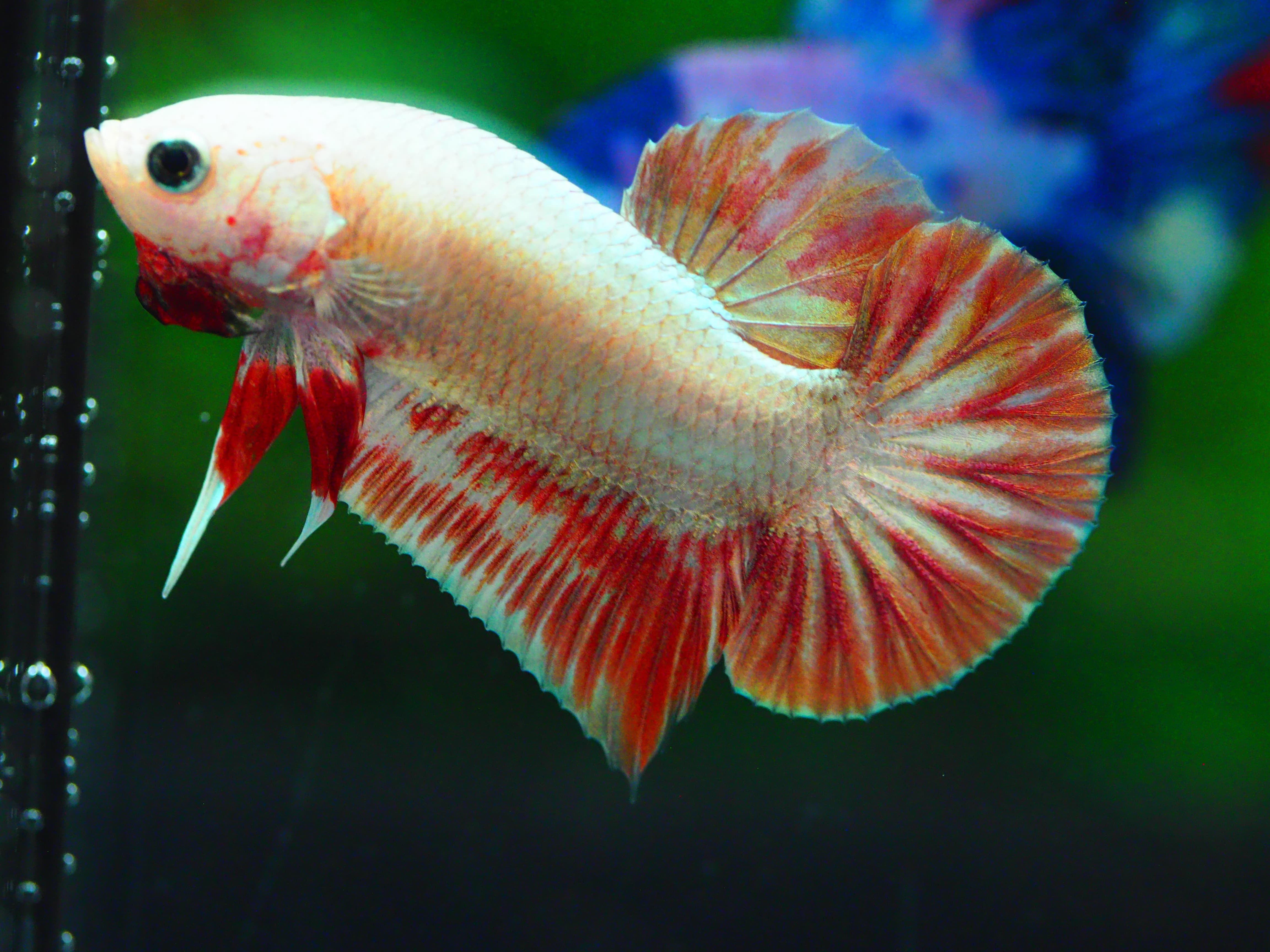HMPK COPPER RED MALE GRADE A +++