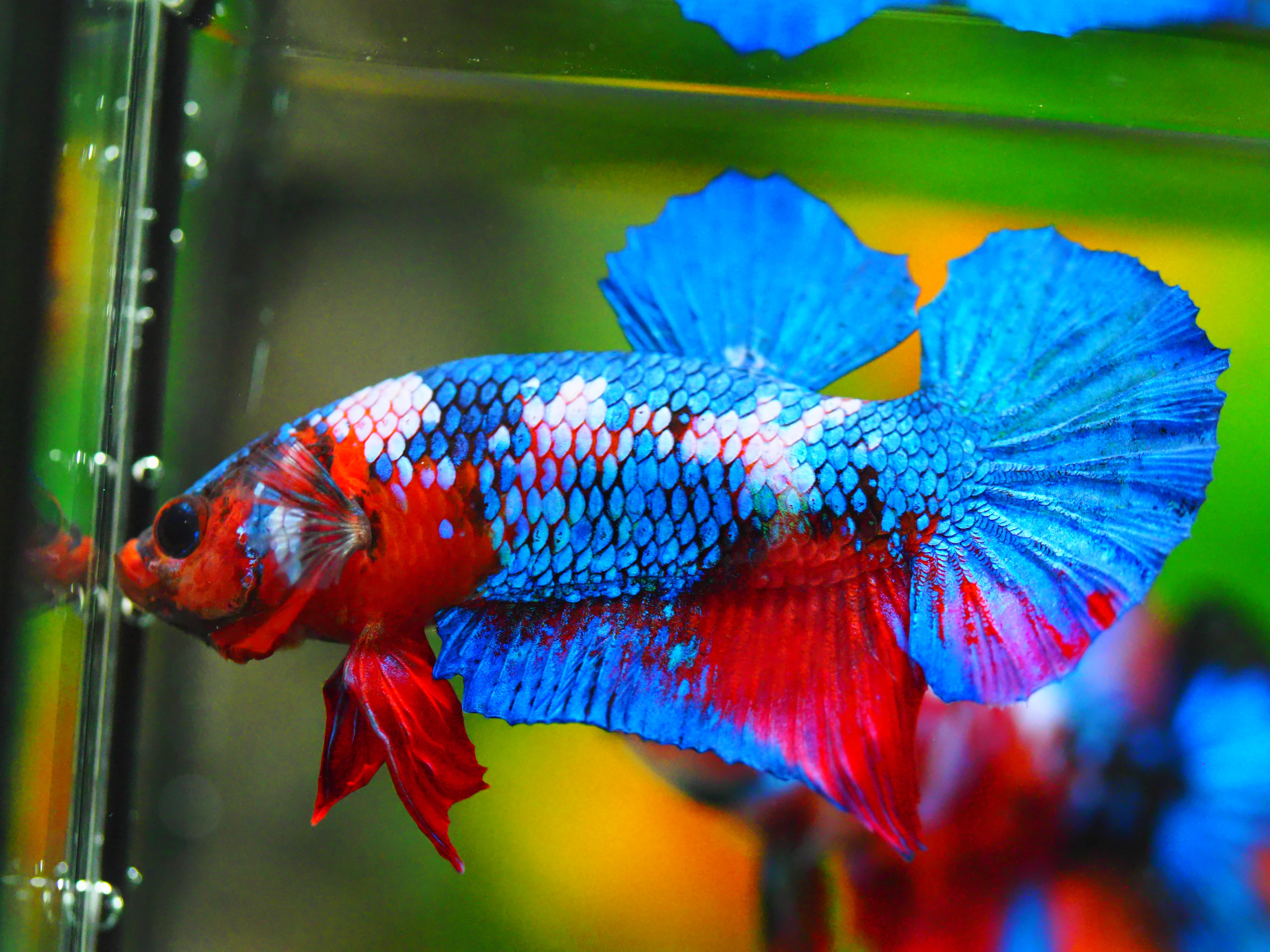 HMPK KOI GALAXY MALE GRADE A +++