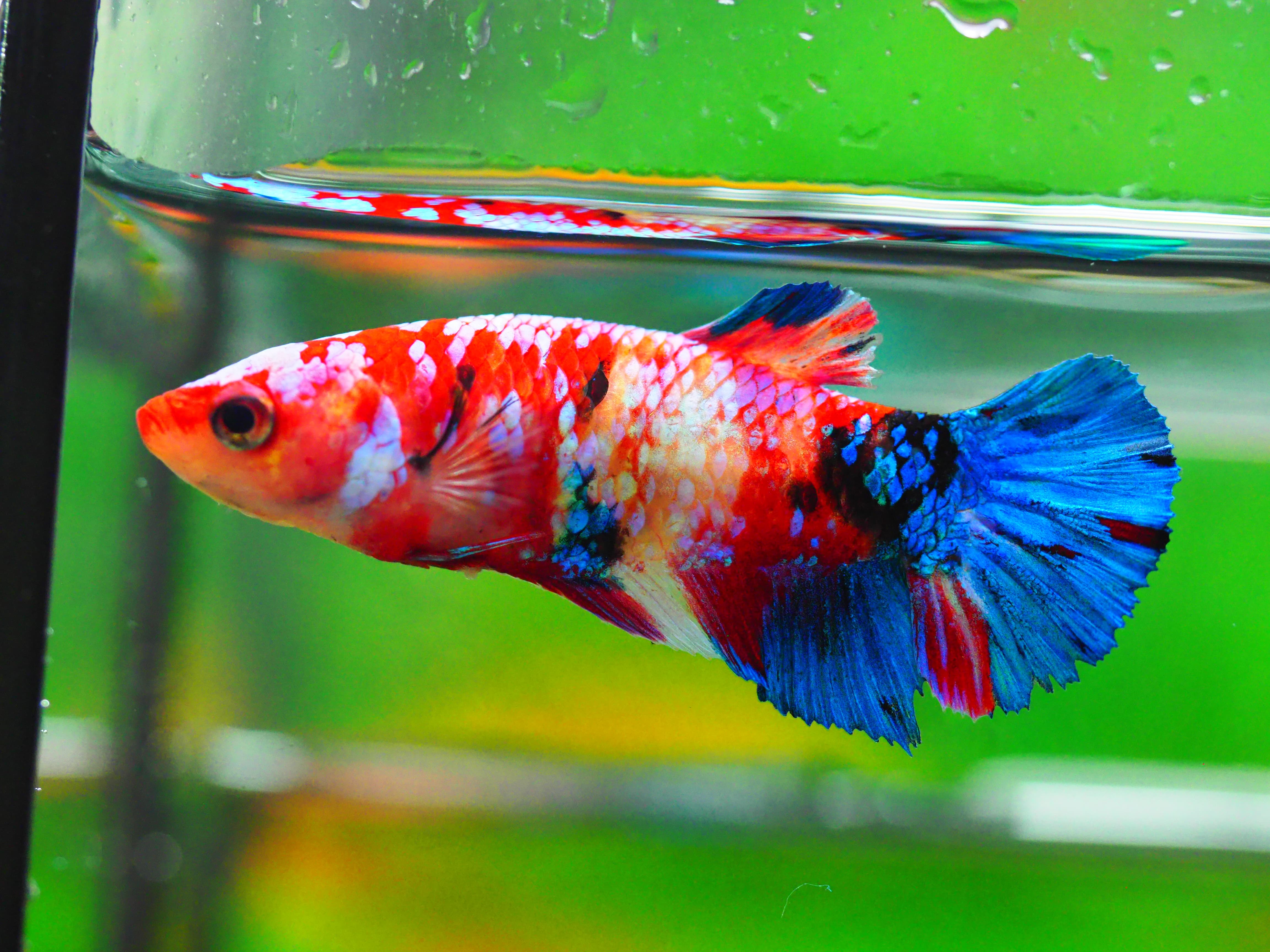 HMPK KOI GALAXY FN MALE GRADE A +++