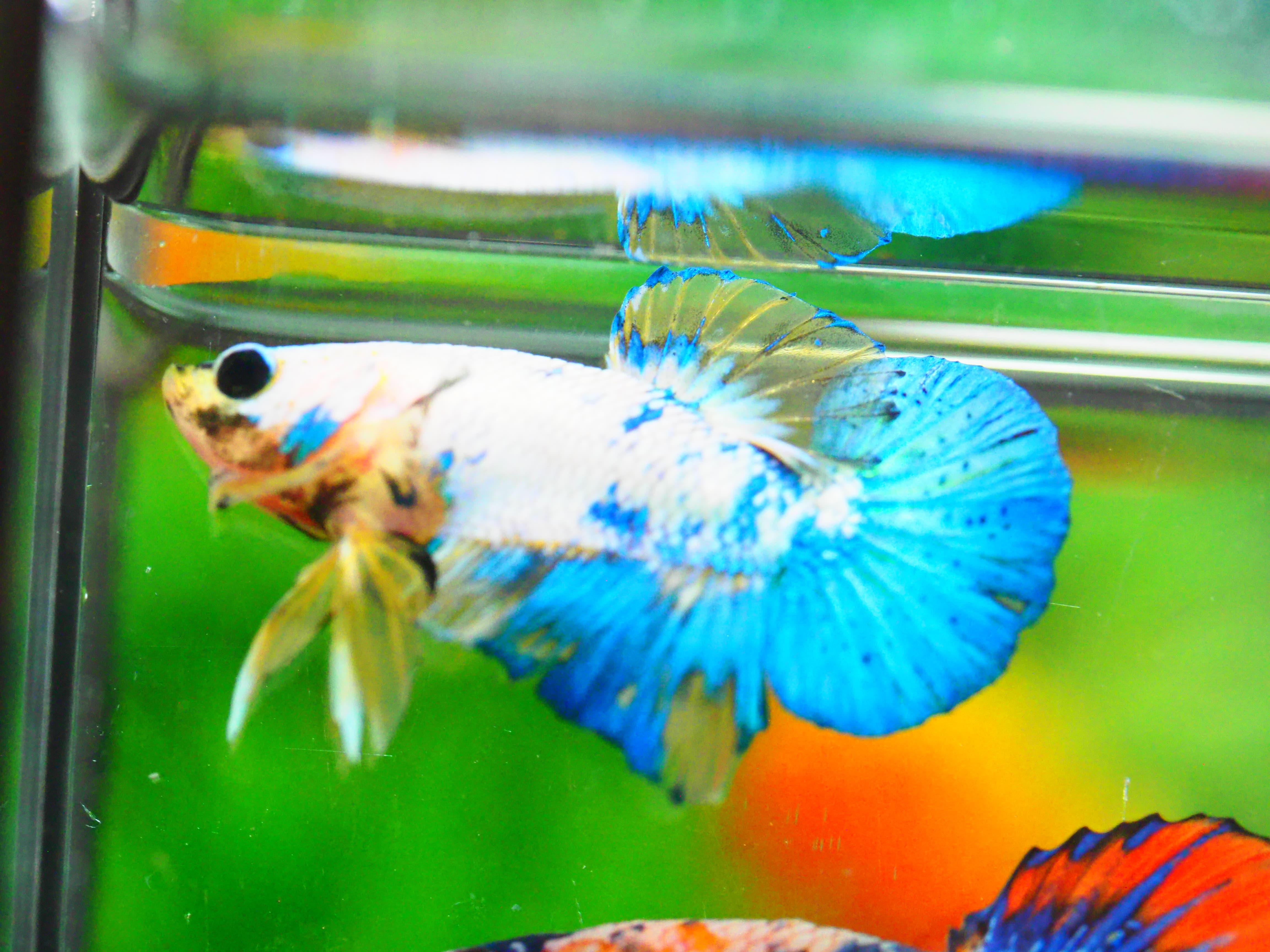 HMPK FANCY MALE GRADE A +++