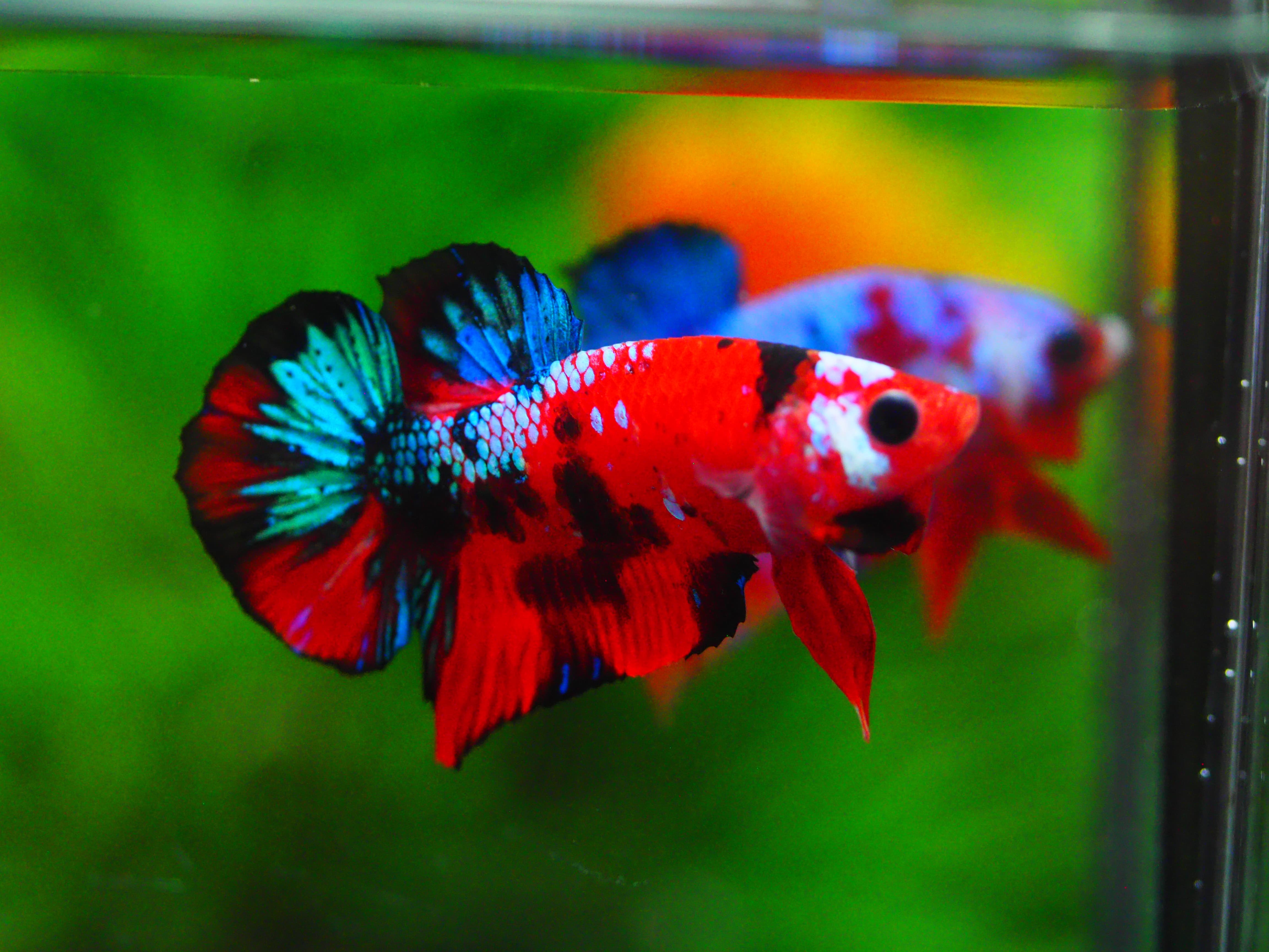 HMPK KOI GALAXY MALE GRADE A +++