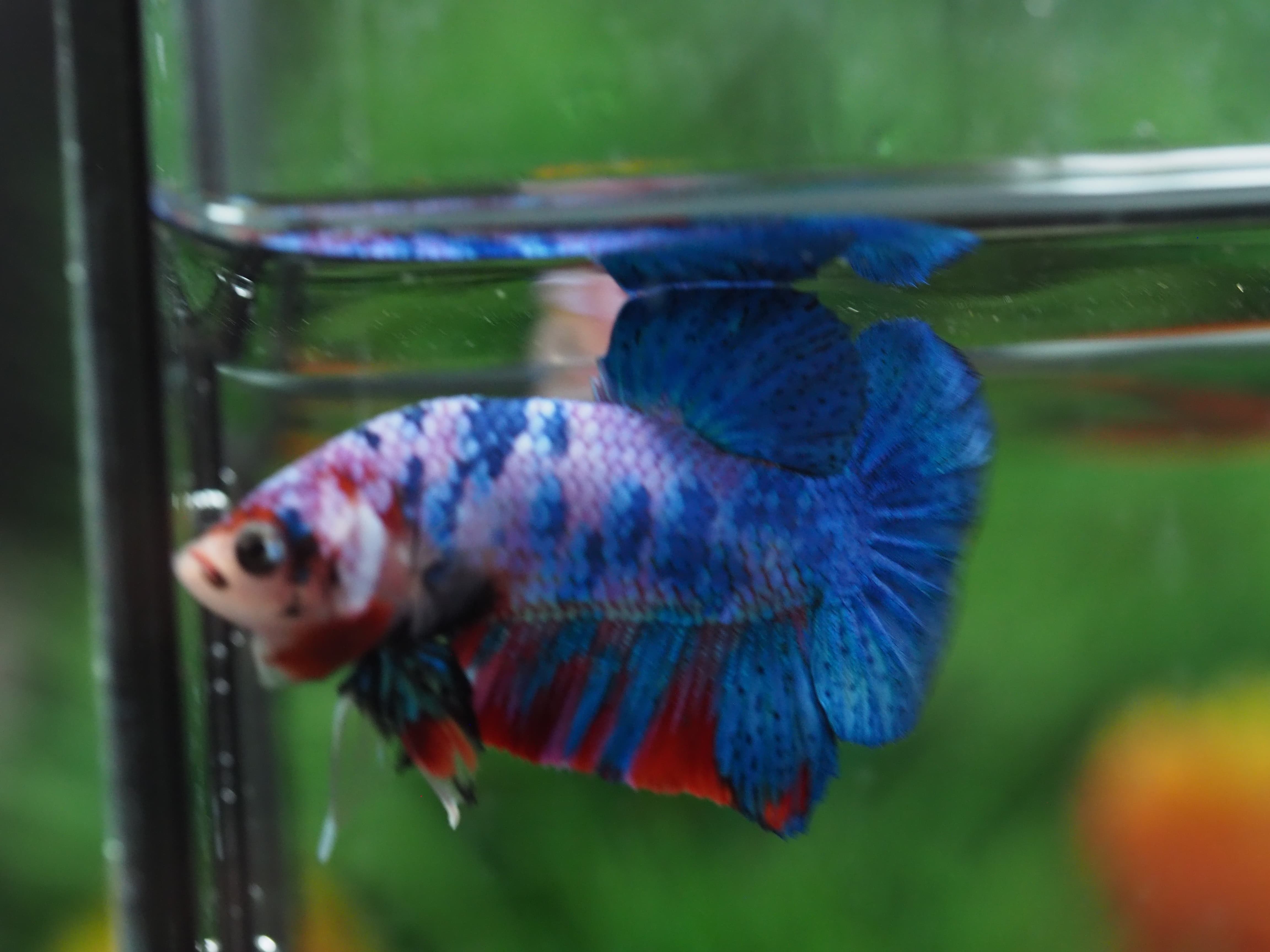 HMPK KOI FANCY MALE GRADE A+++