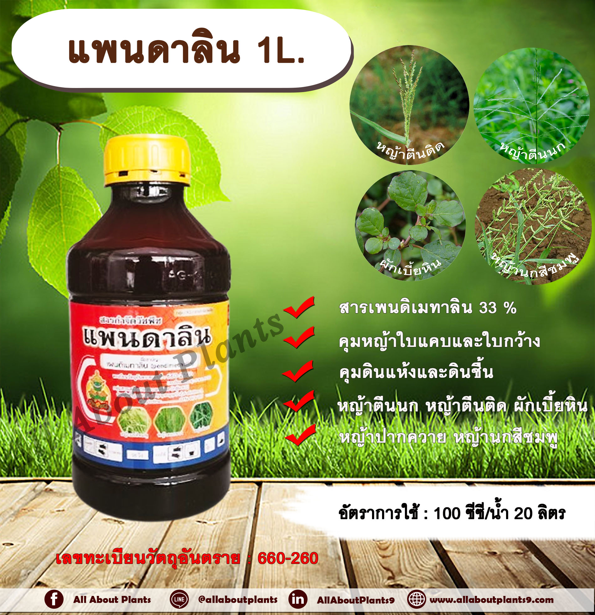 แพนดาลิน 1L.เพนดิเมทาลิน คุมหญ้า คุมวัชพืช คุมแห้ง ยาเหลือง สารกำจัดวัชพืช ใบแคบ ใบกว้าง หญ้าตีนติด หญ้าตีนกา หญ้านกสีชมพู หญ้าปากควาย ผักเบี้ยหิน ผักโขม ผักเสี้ยนผี allaboutplants ชิ้น