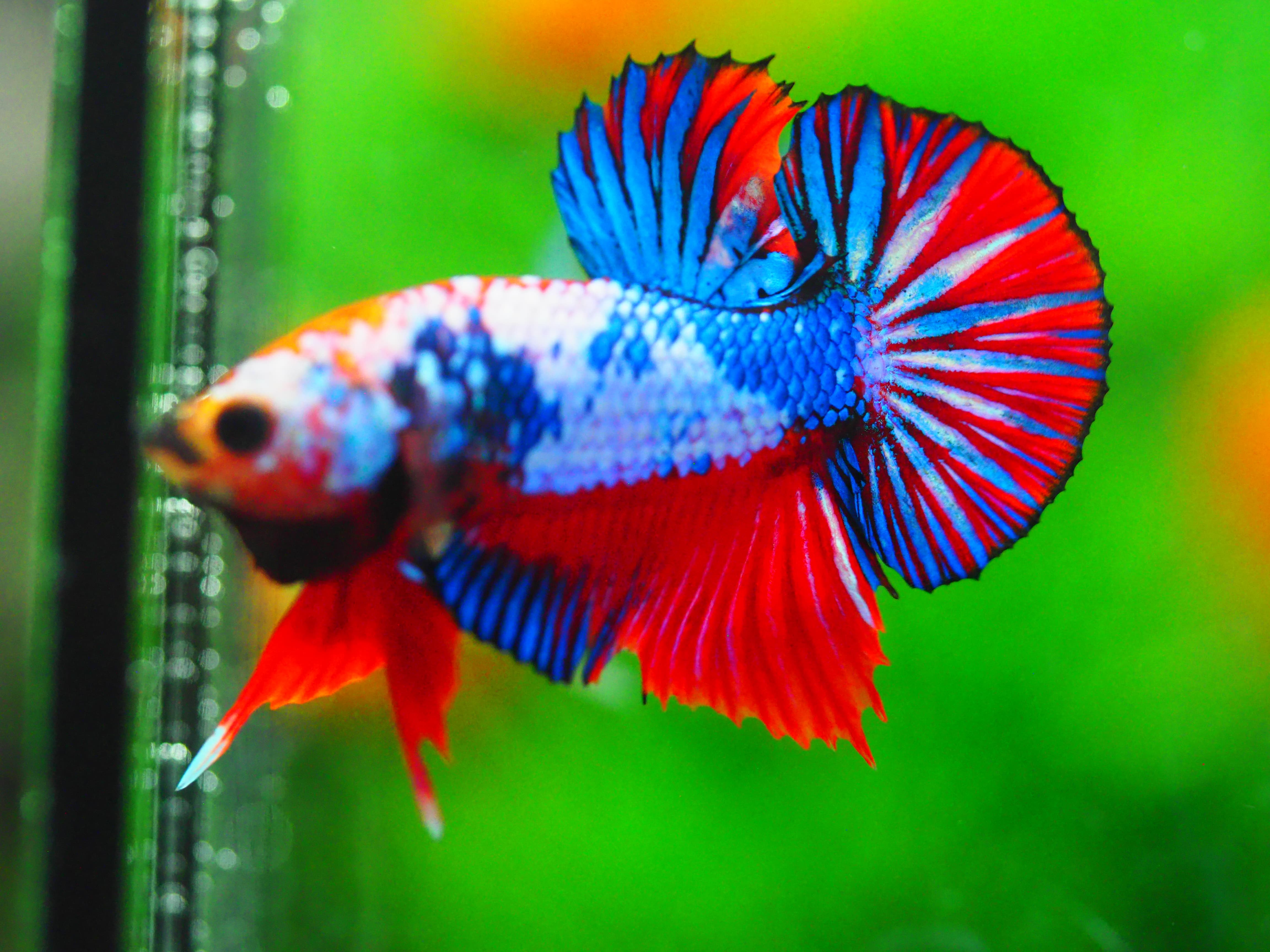 HMPK FANCY MALE GRADE A +++