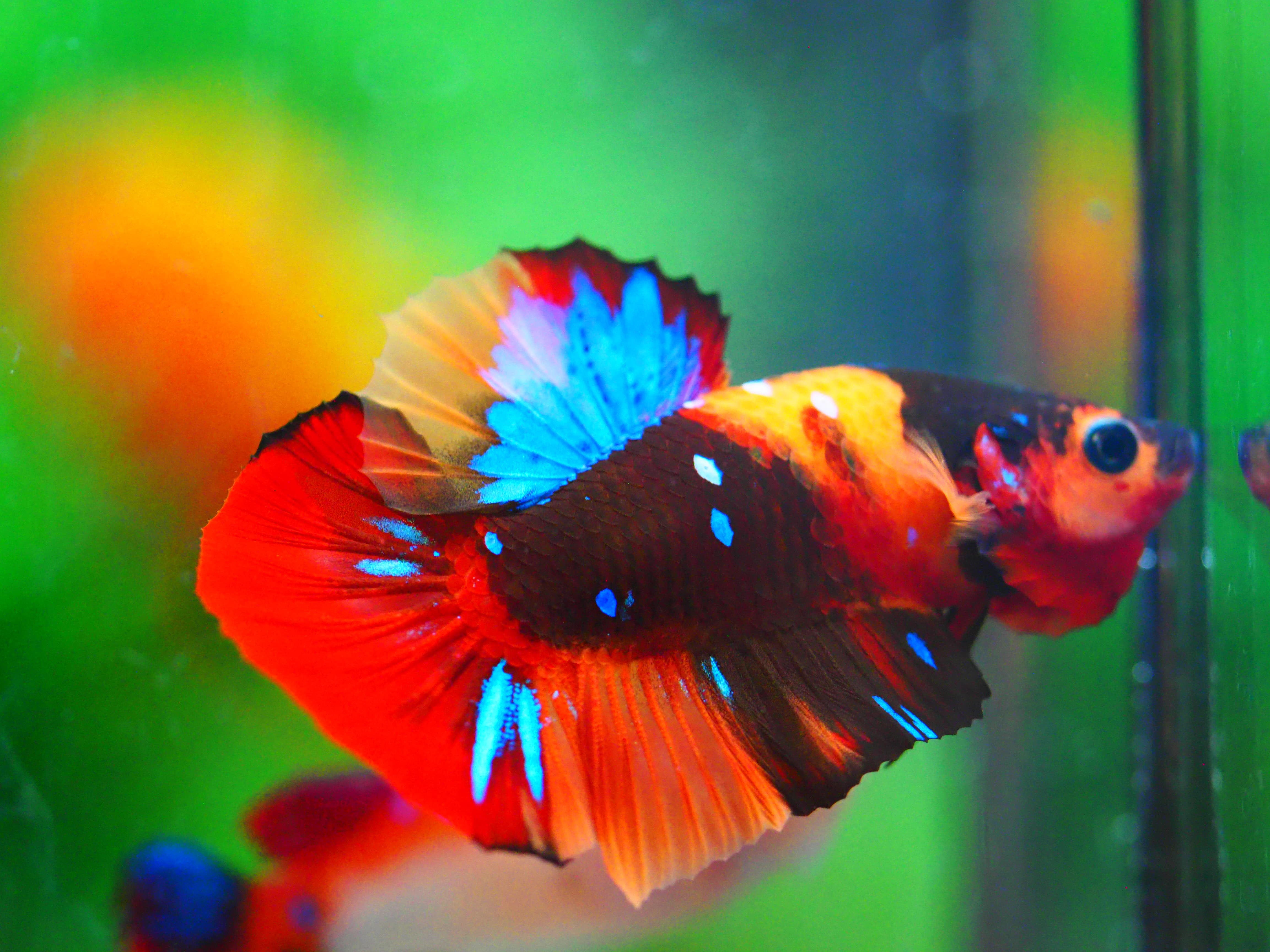 HMPK NEMO GALAXY MALE GRADE A +++