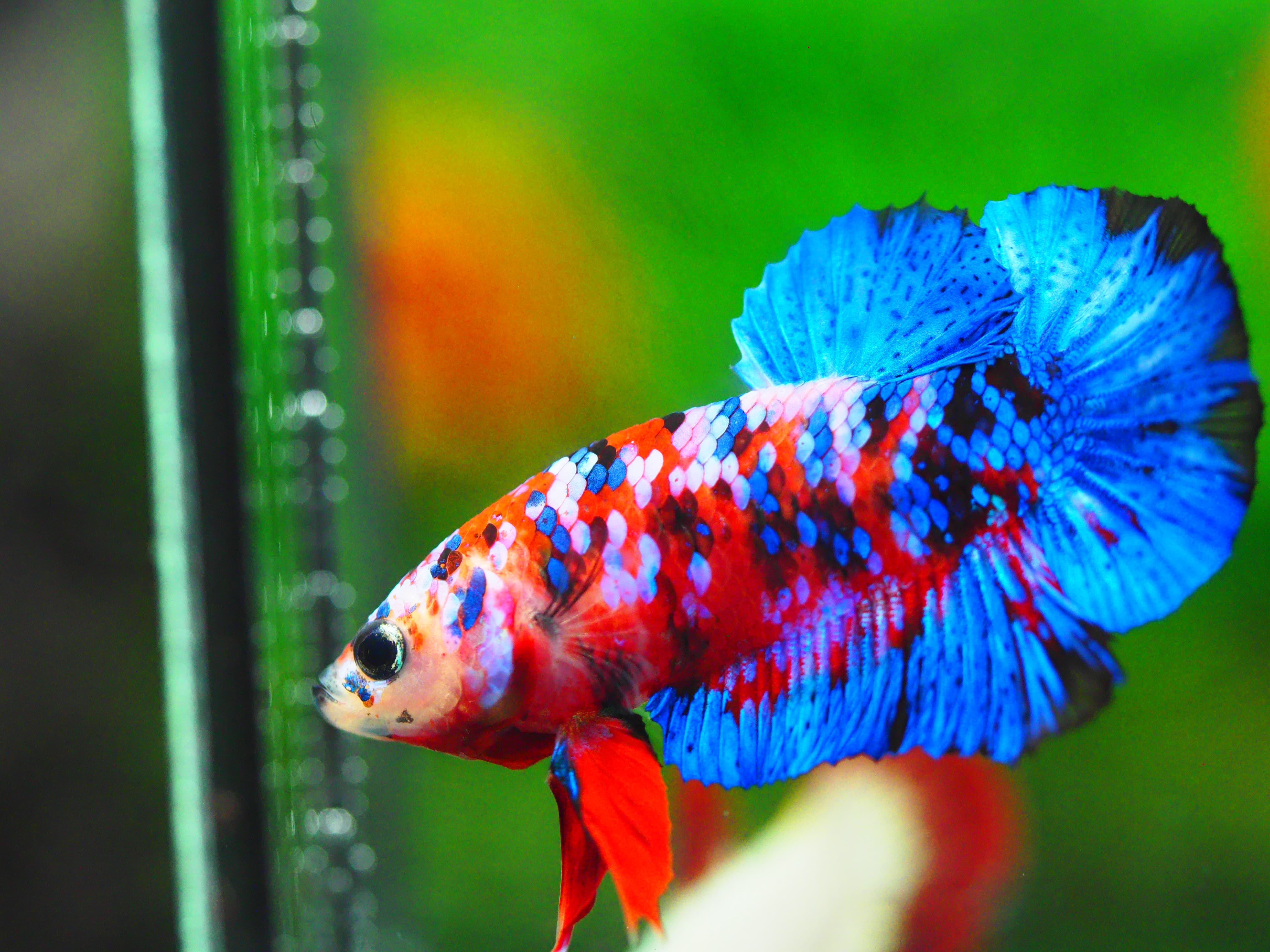 HMPK KOI GALAXY MALE GRADE A +++