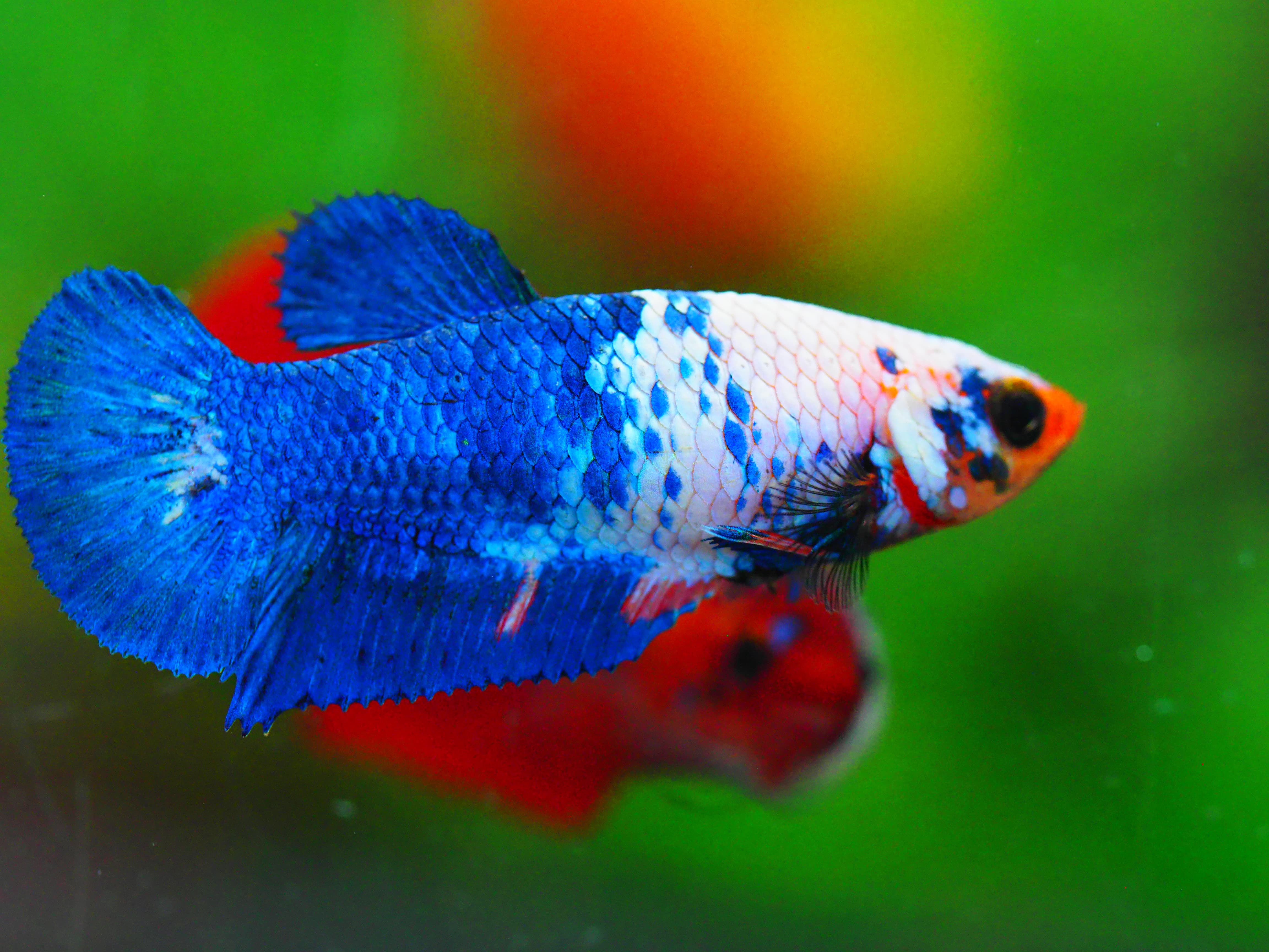 HMPK FANCY FNMALE GRADE A +++