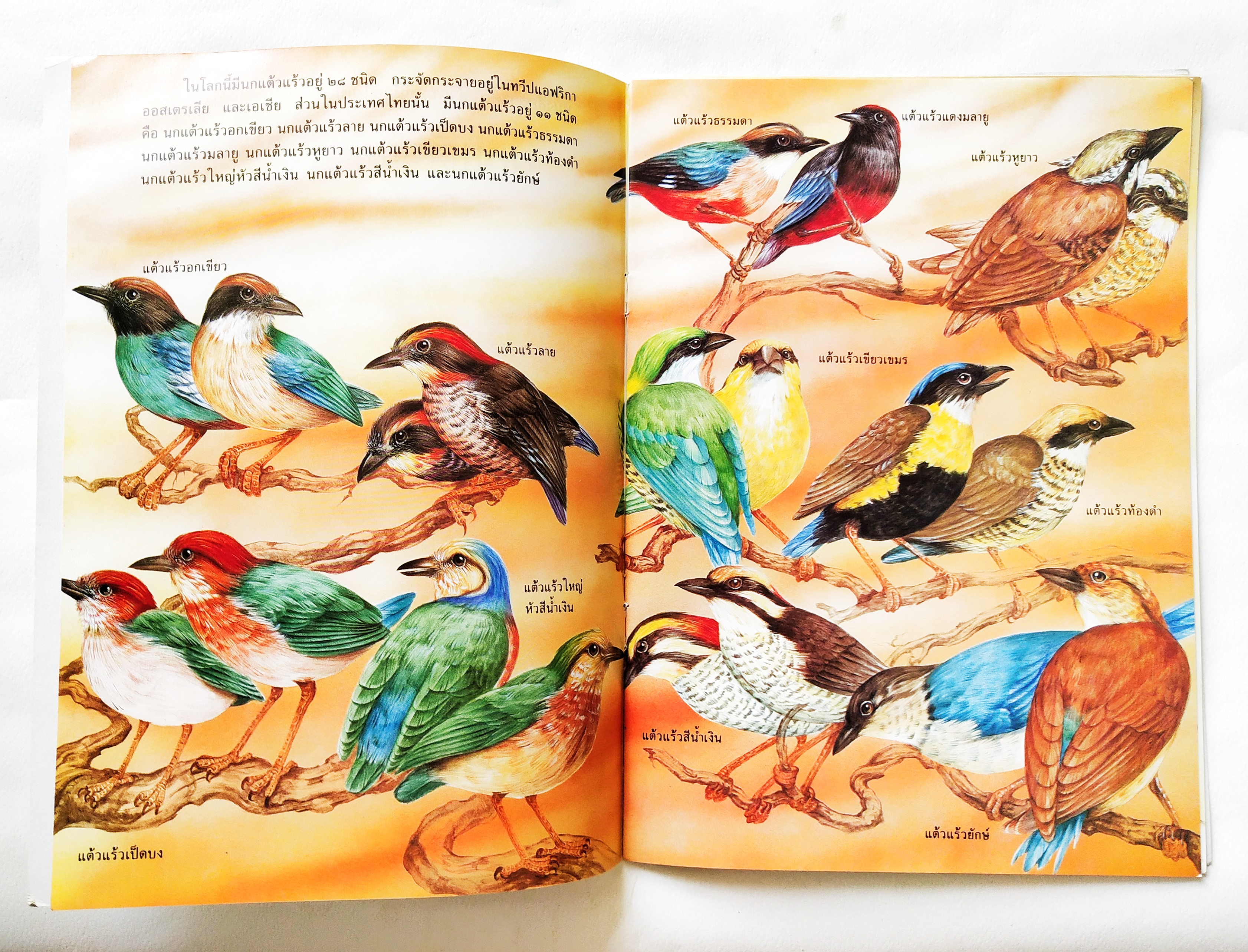 หนังสือสารคดีภาพสวย ** แม็กเย็บตัวบนชำรุด ตามภาพ,ชีวิตนกที่มีอยู่ในเมืองไทย หายากที่สุดในโลก "นกแตัวแร้วท้องดำ" สัตว์โลกที่เกือบจะสูญพันธุ์ *** มีสติ๊กเกอร์ติดด้านล่างของปก วาว เจ้าพระยา เขียนเรื่อง,นพดล อิทธิพงศ์สกุล เขียนภาพ