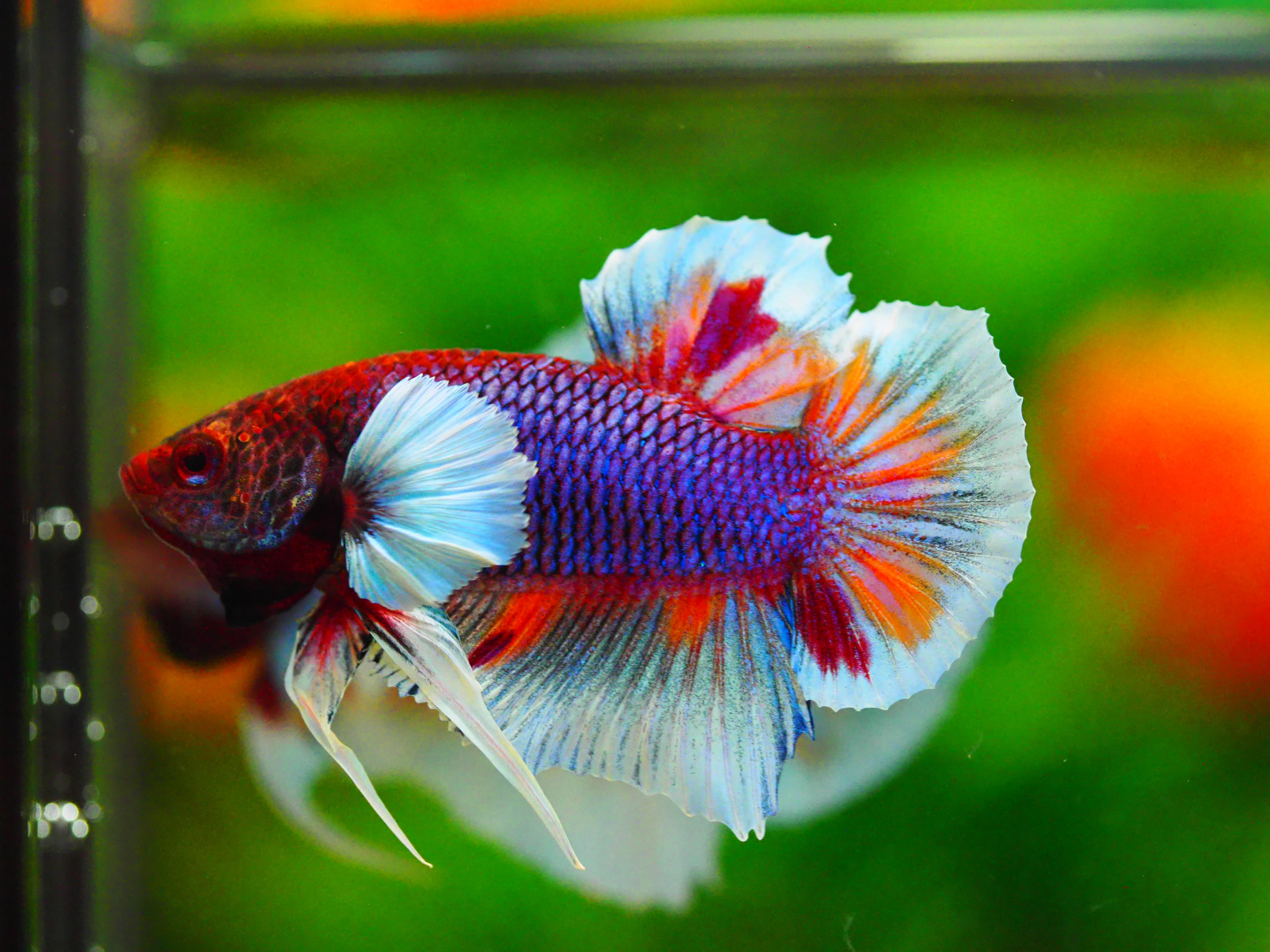 HMPK DUMBO MALE GRADE A +++