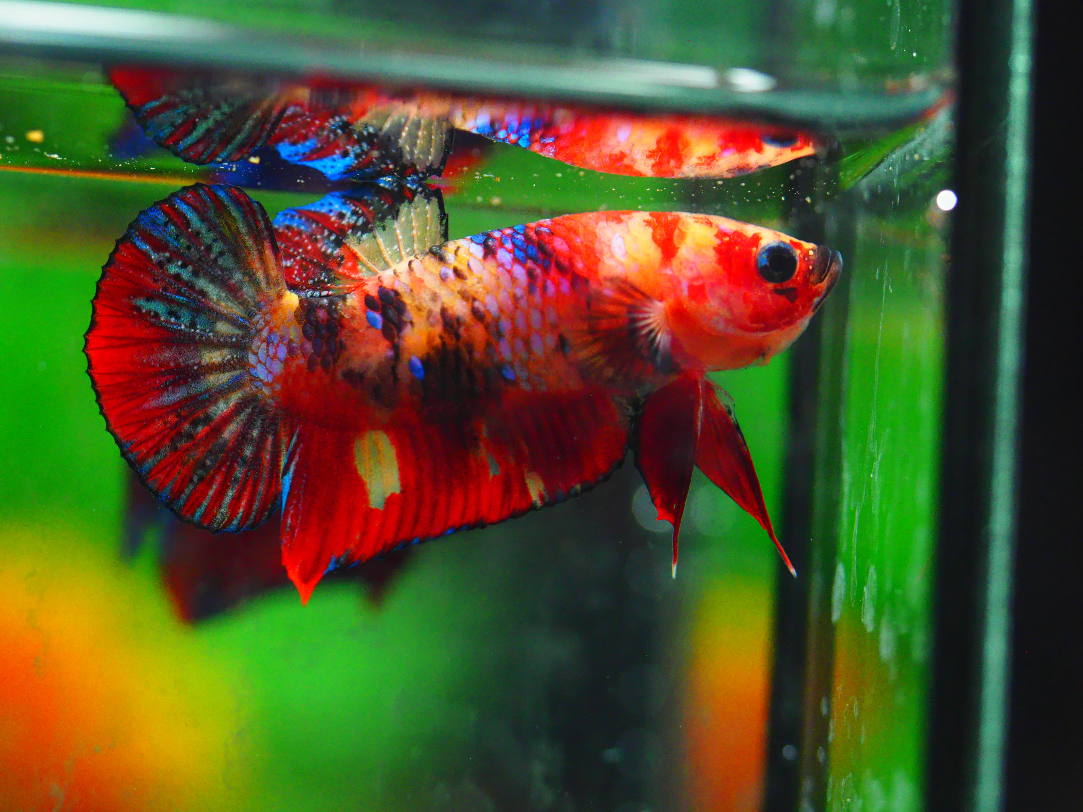 HMPK NEMO GALAXY MALE GRADE A +++