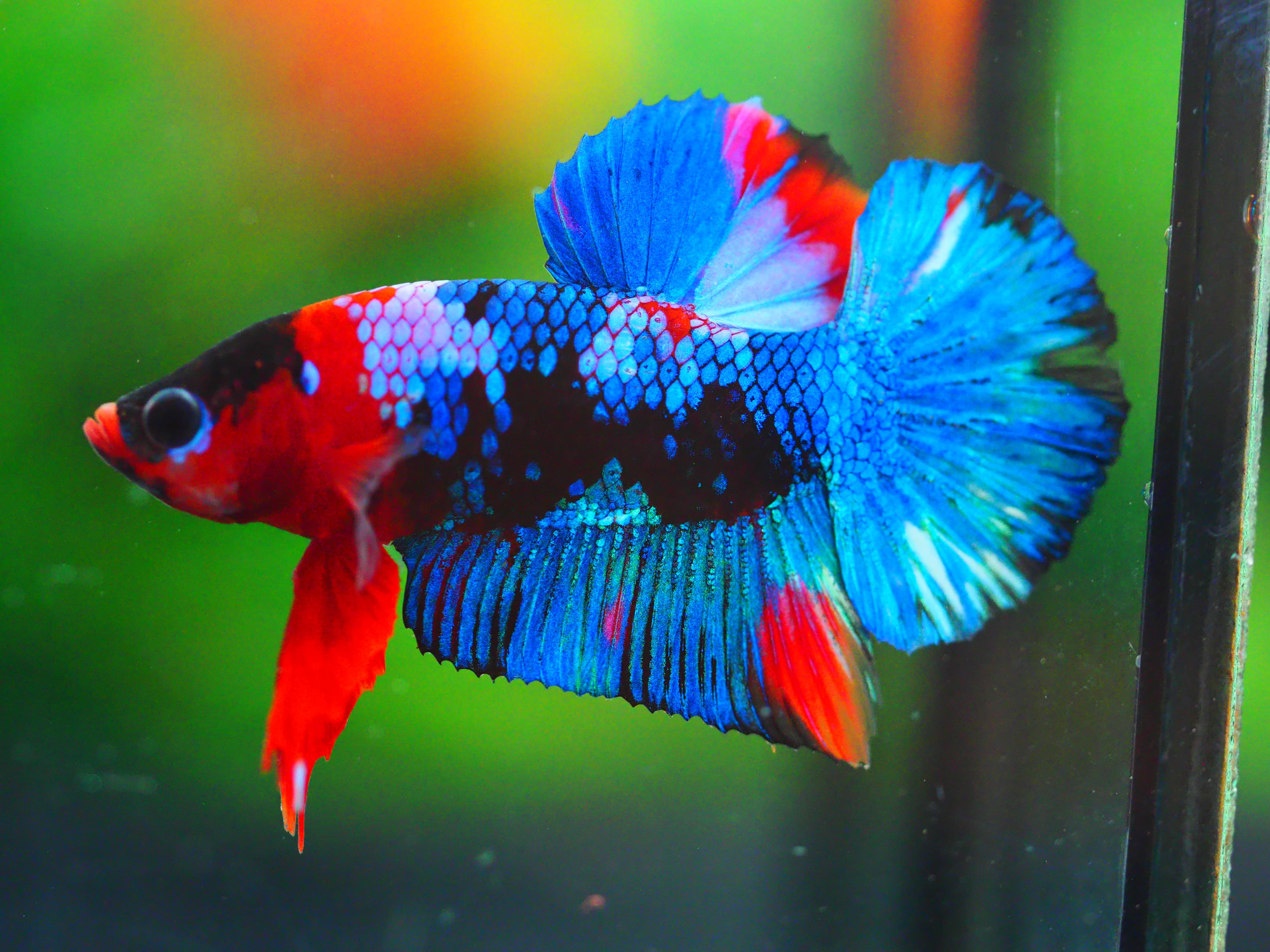 HMPK KOI GALAXY MALE GRADE A +++