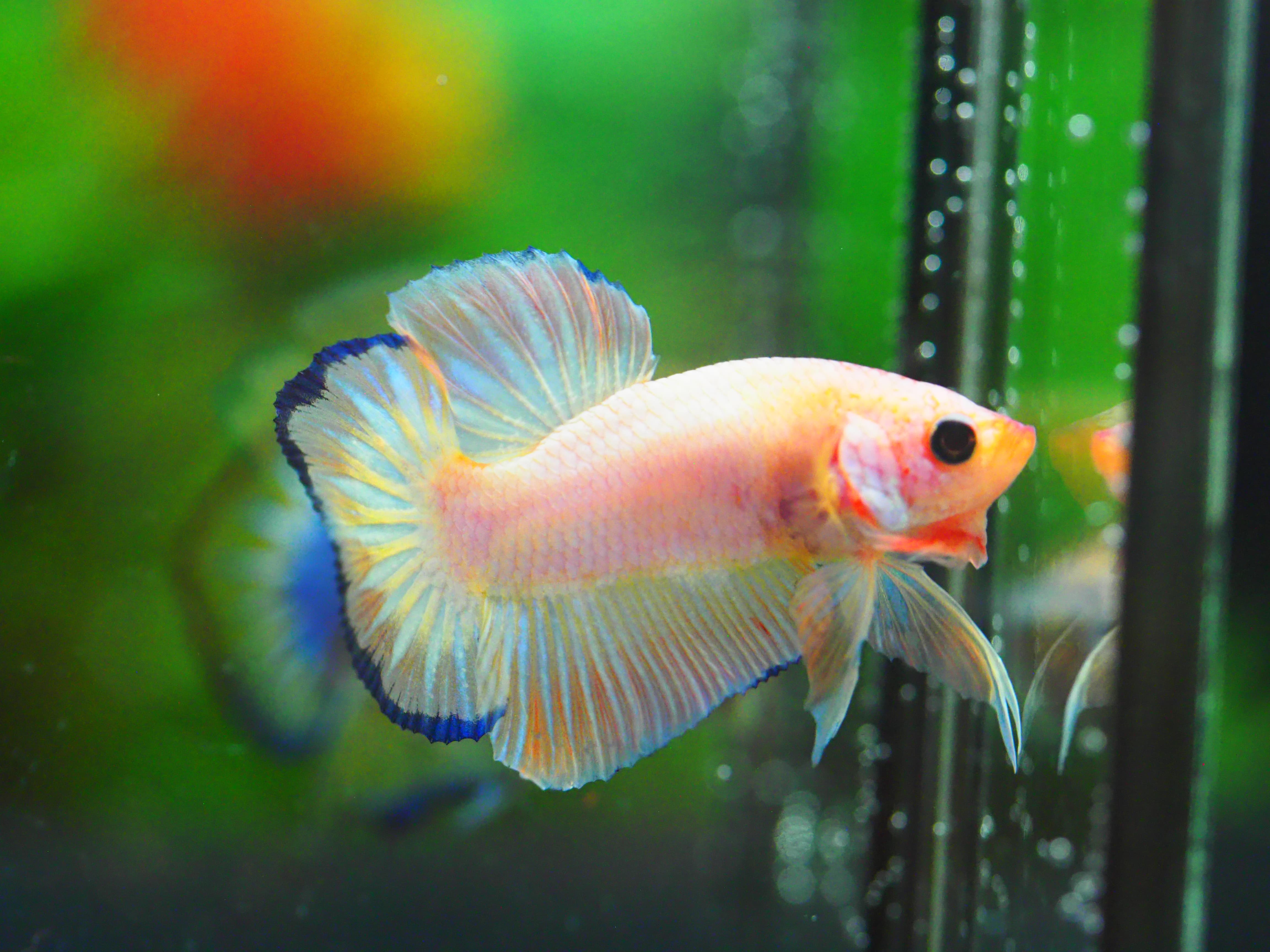 HMPK FANCY MALE GRADE A +++