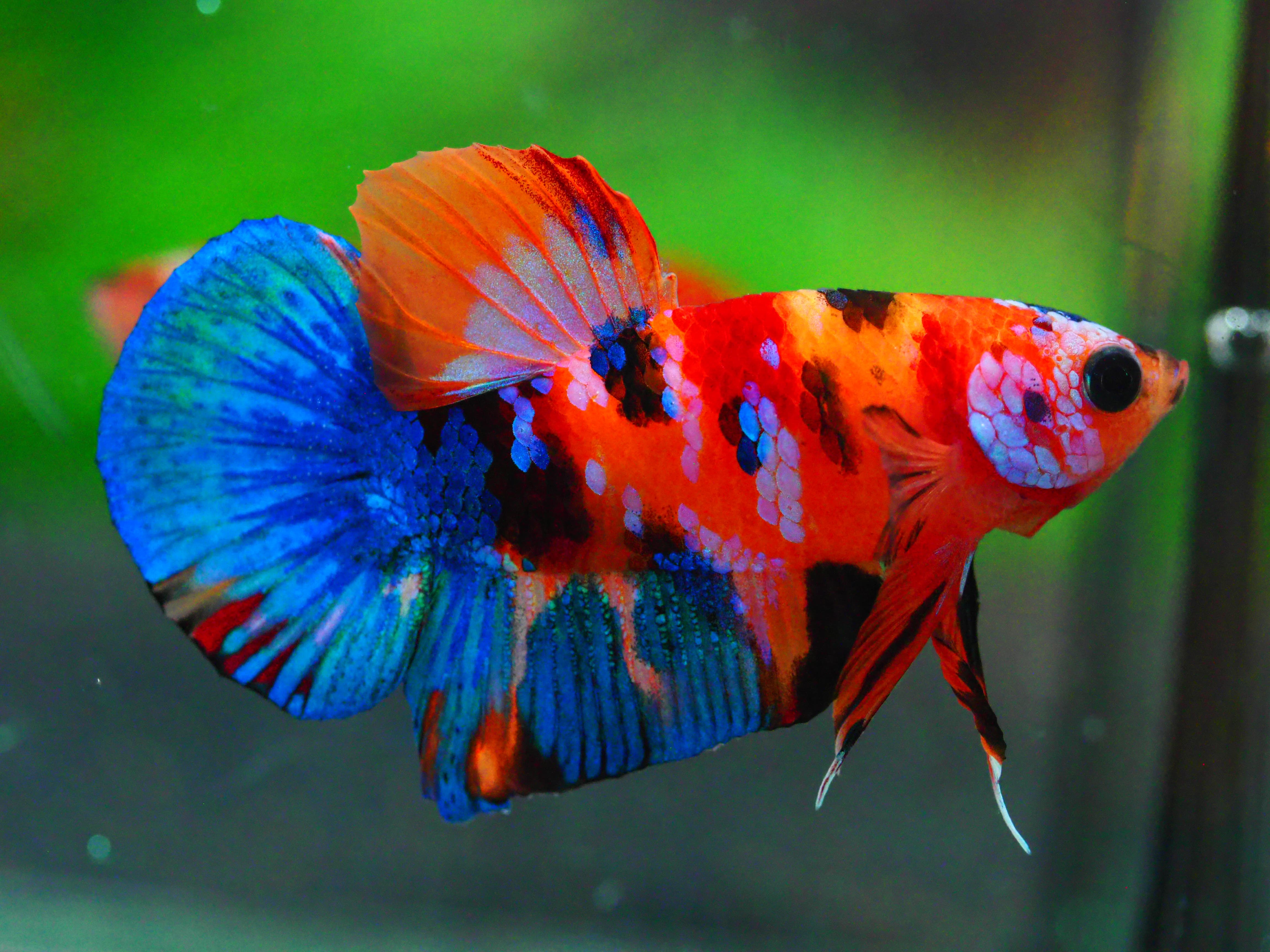 HMPK NEMO GALAXY MALE GRADE A +++