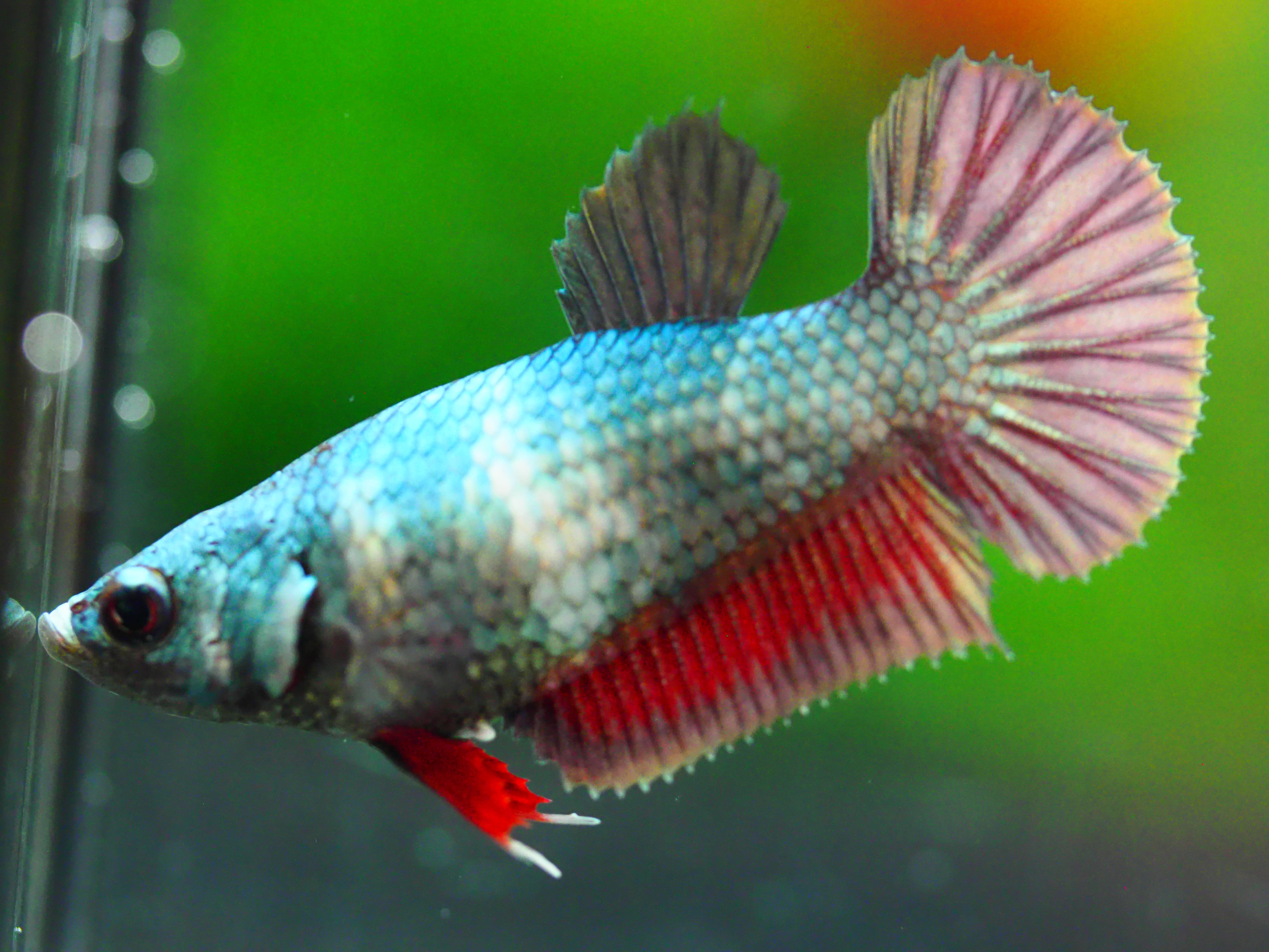 HHMPK COPPER FNMALE GRADE A +++