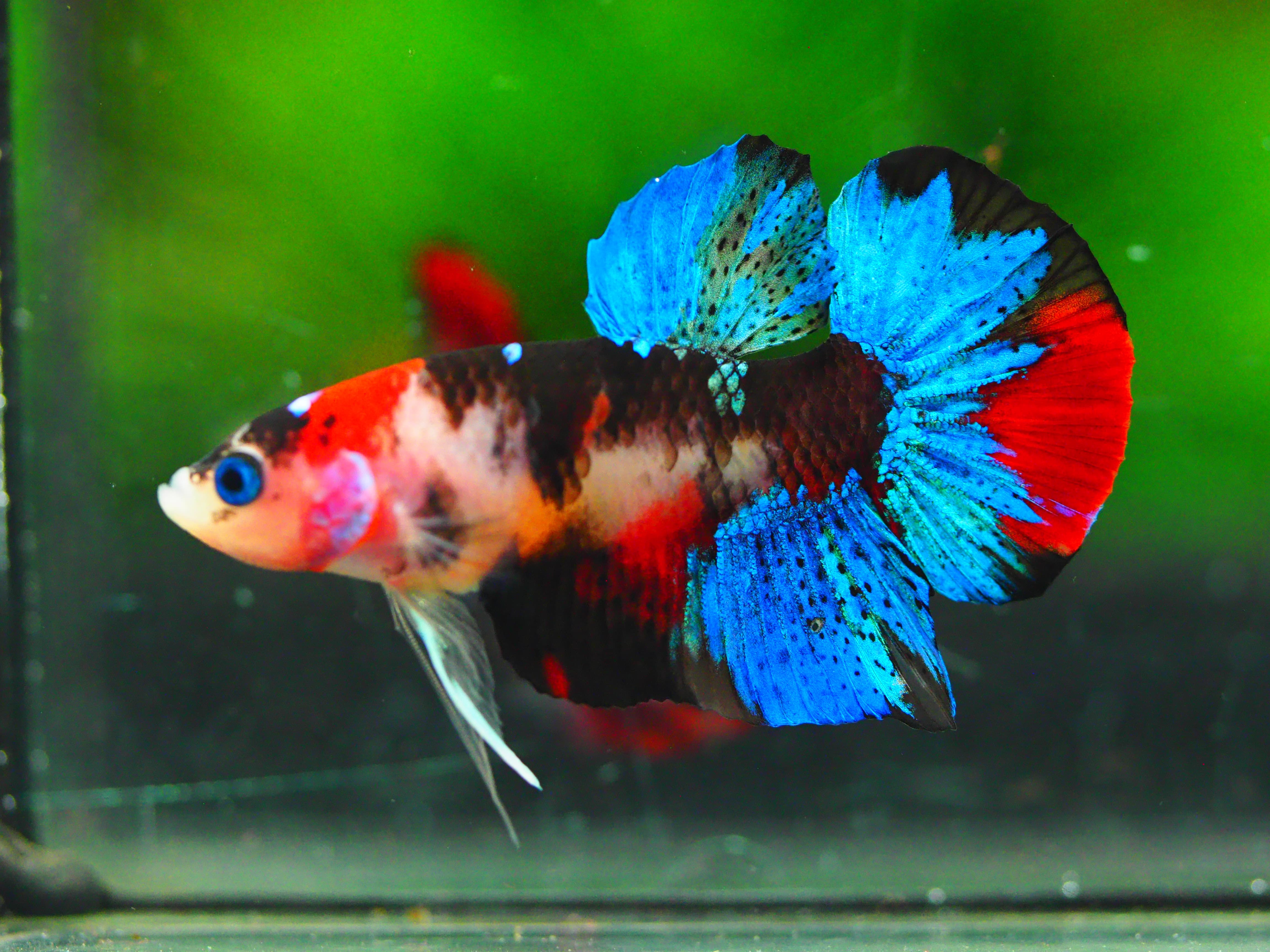 HMPK KOI GALAXY MALE GRADE A +++