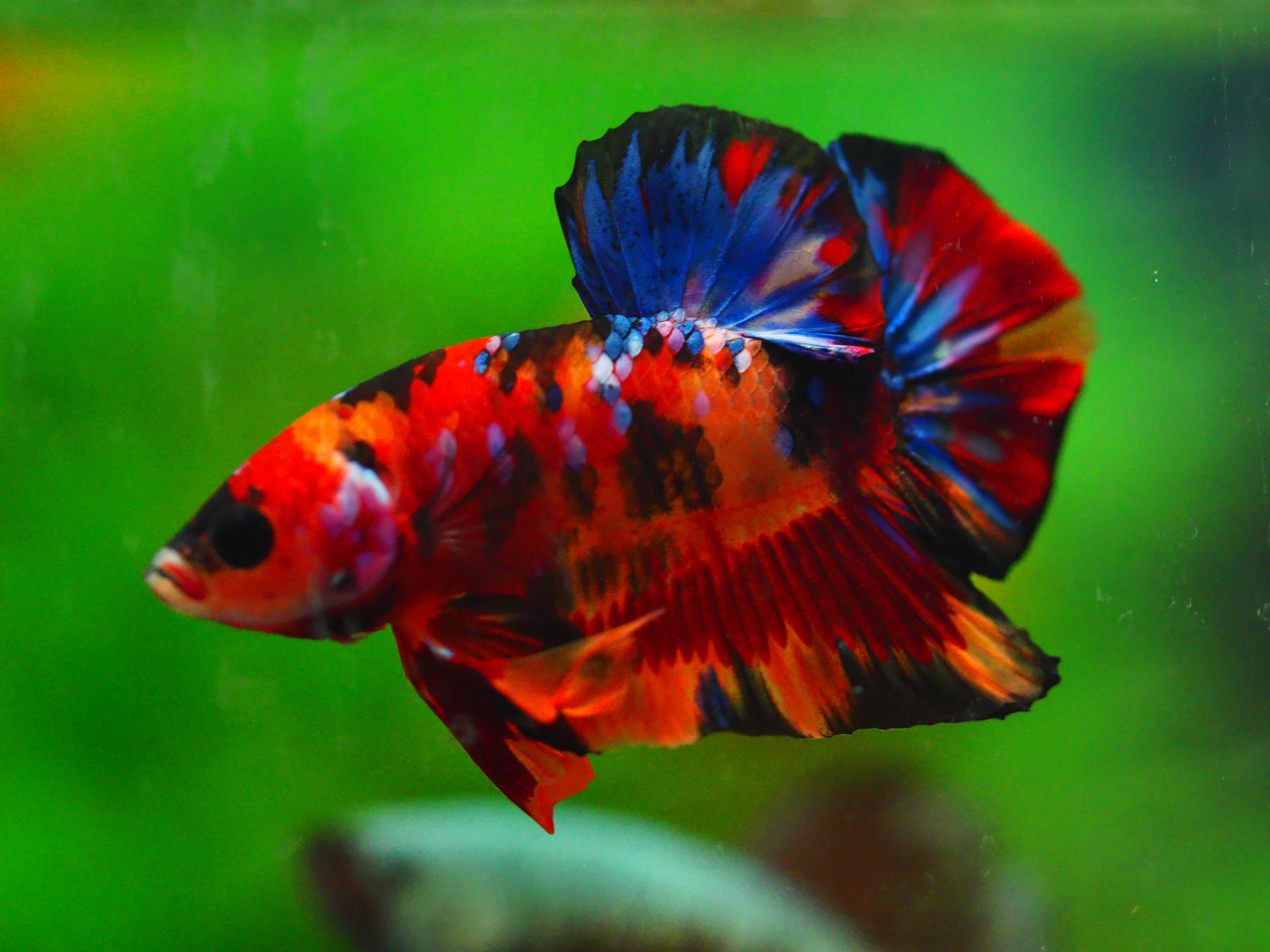 HMPK NEMO GALAXY MALE GRADE A +++