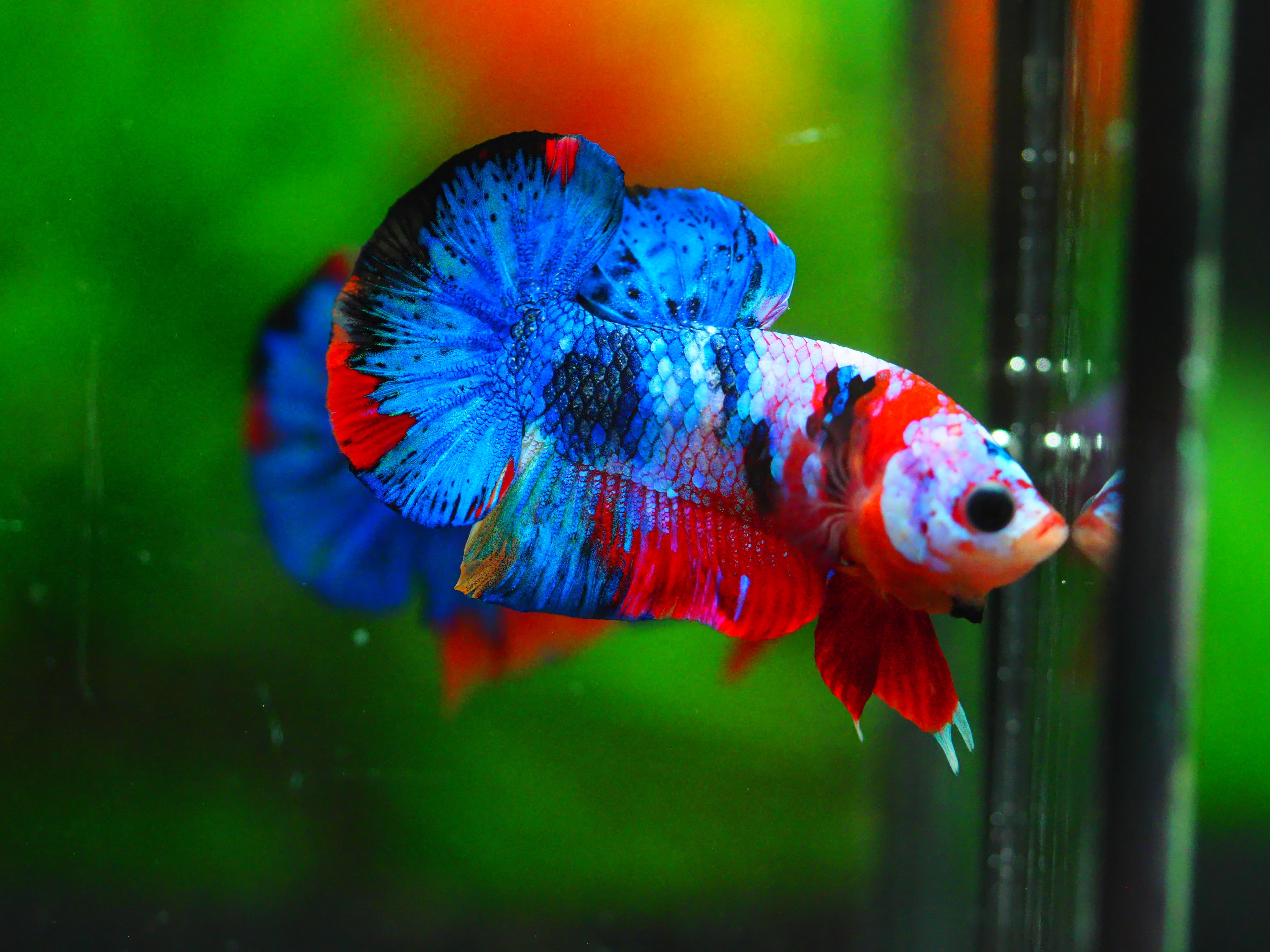 HMPK KOI GALAXY MALE GRADE A +++