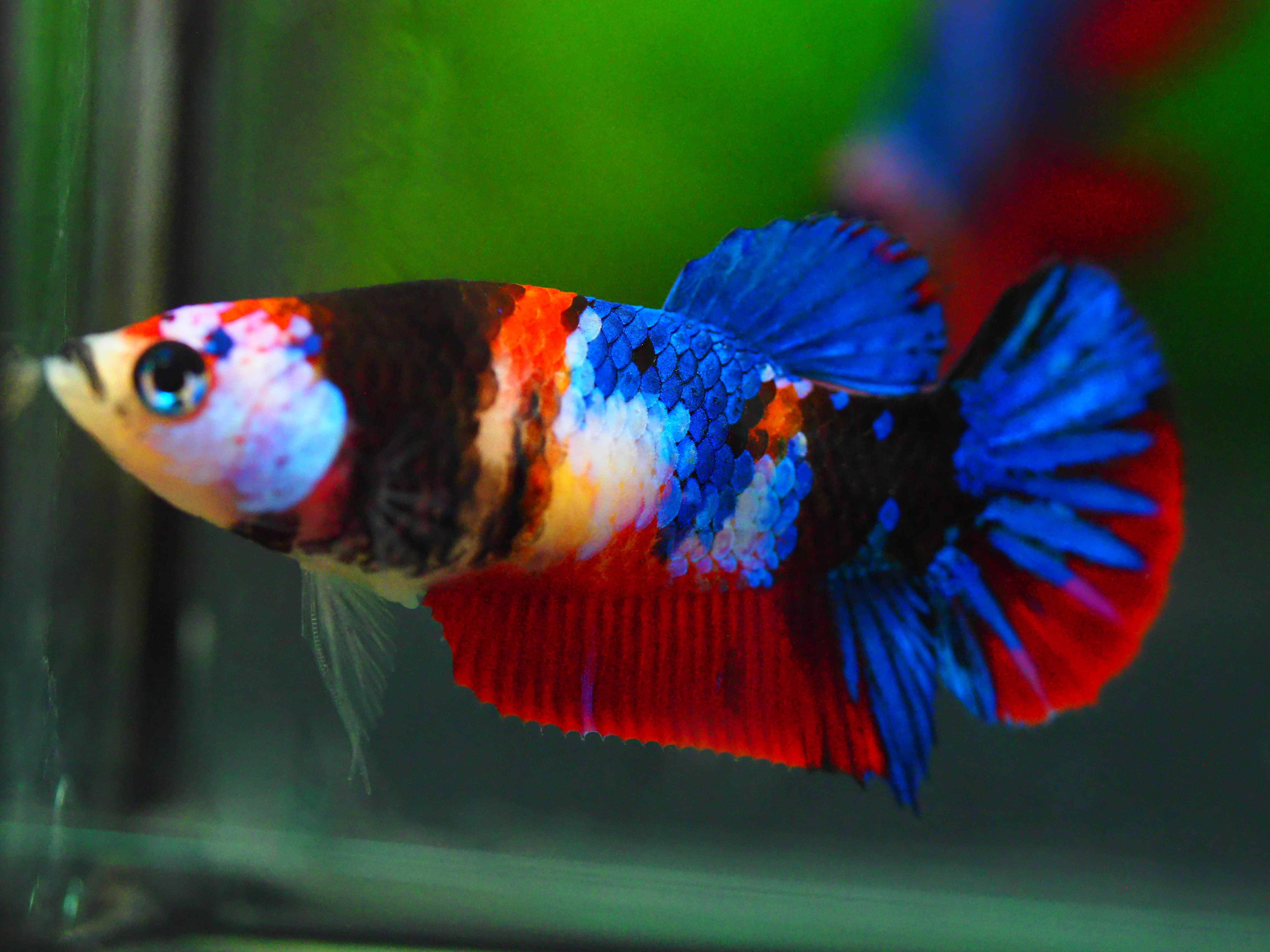 HMPK KOI GALAXY FNMALE GRADE A +++