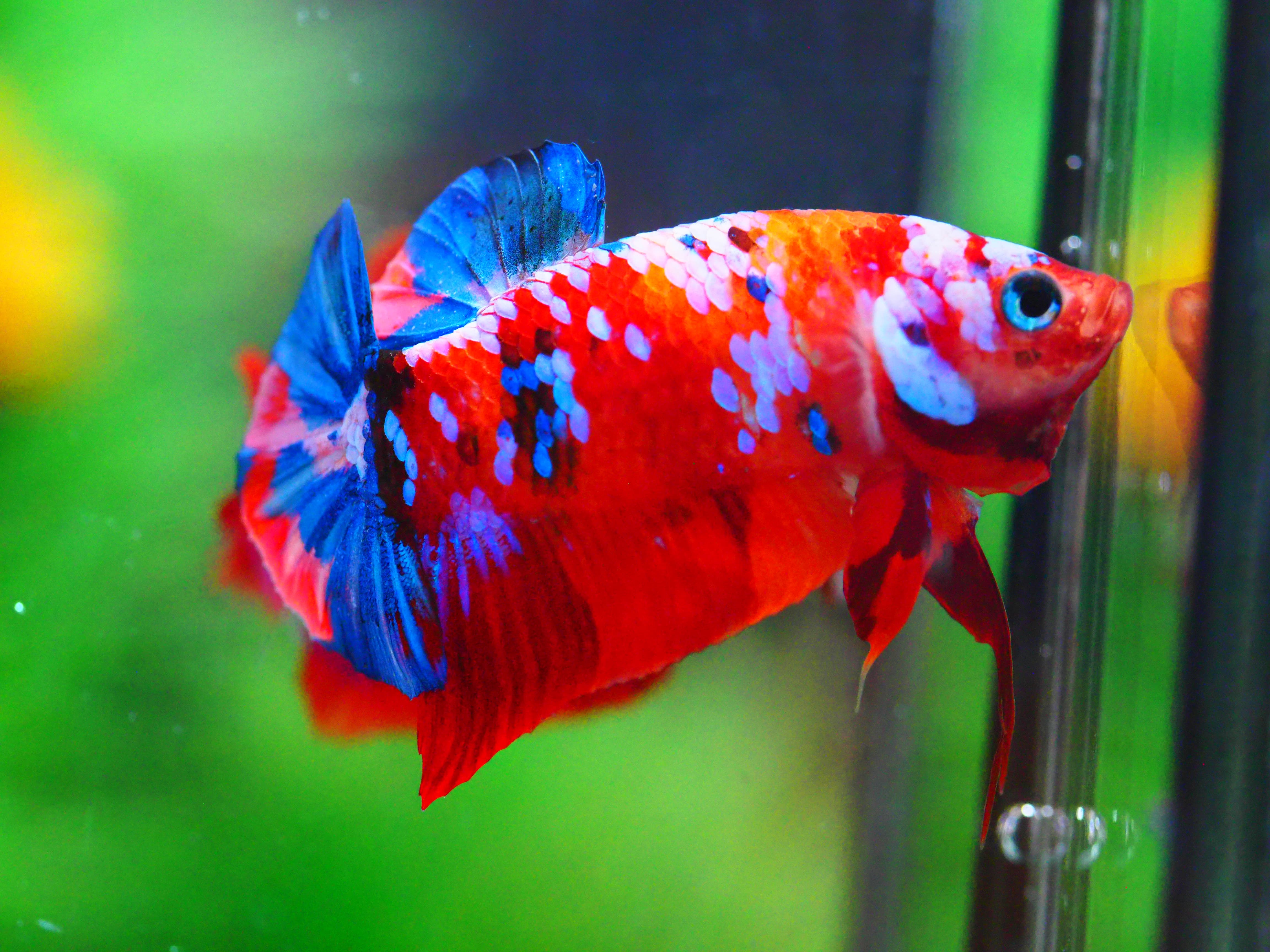 HMPK KOI GALAXY MALE GRADE A +++