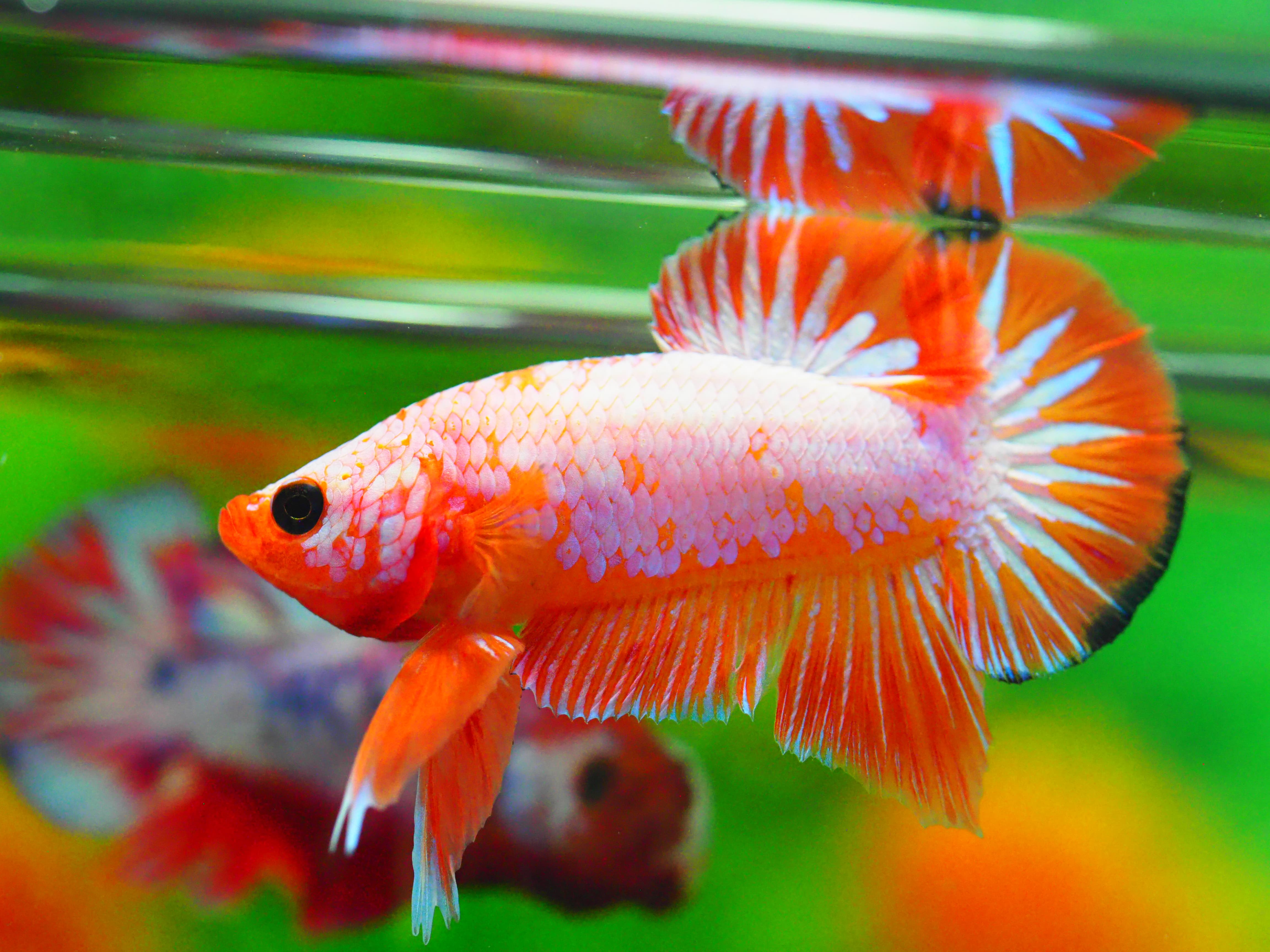 HMPK FANCY MALE GRADE A +++