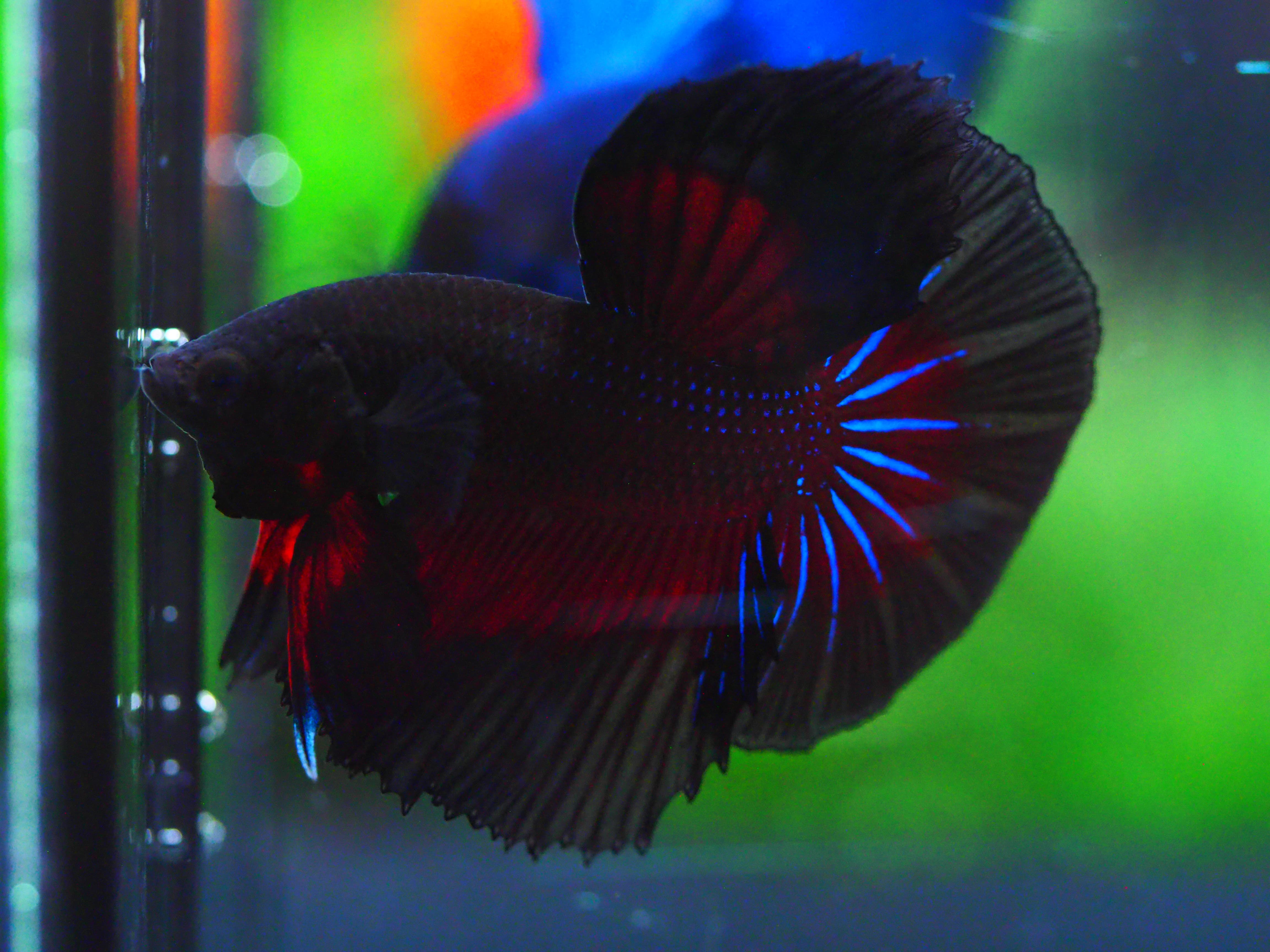 HM FANCY MALE GRADE A +++