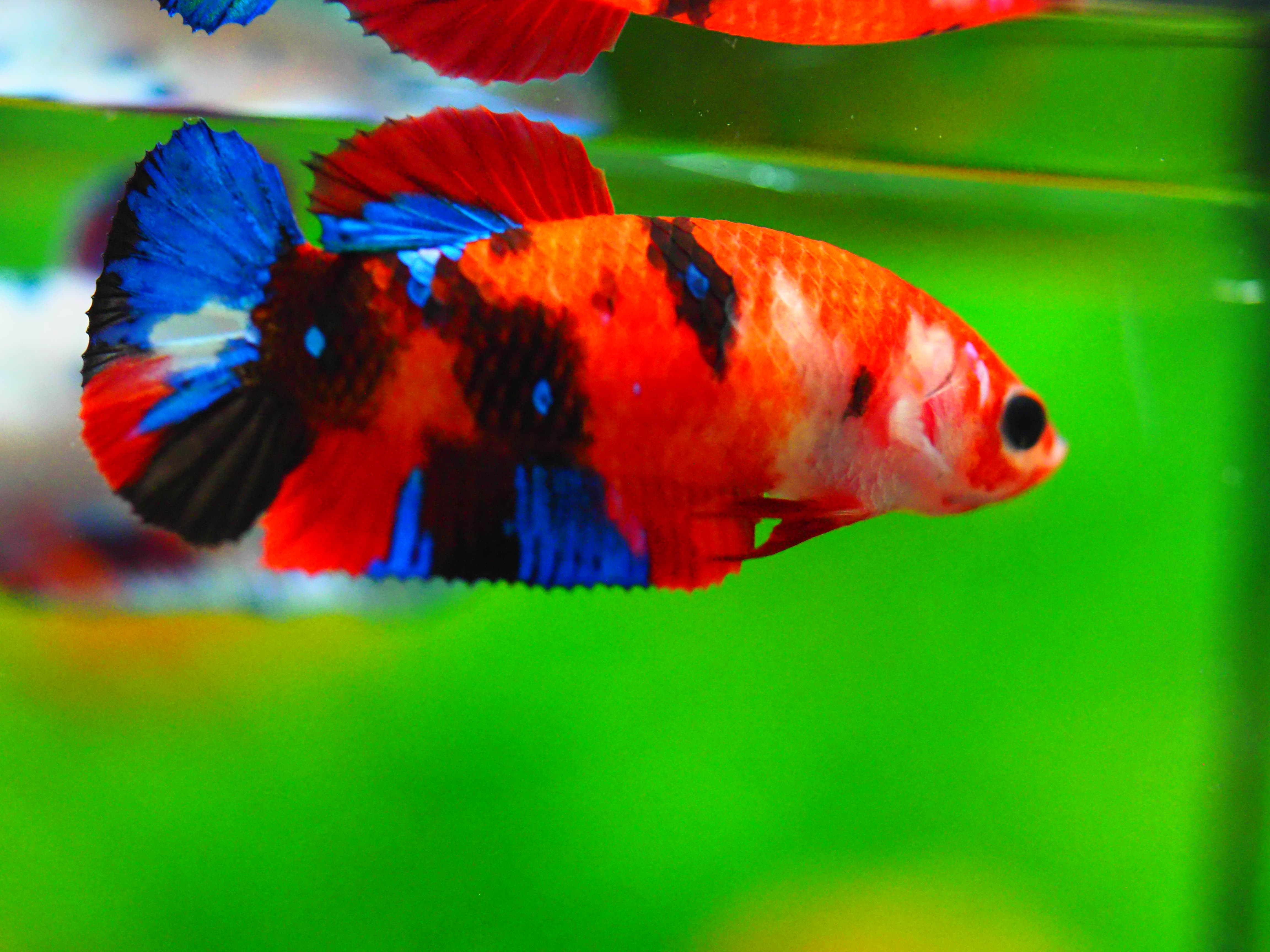 HMPK KOI GALAXY FNMALE GRADE A +++