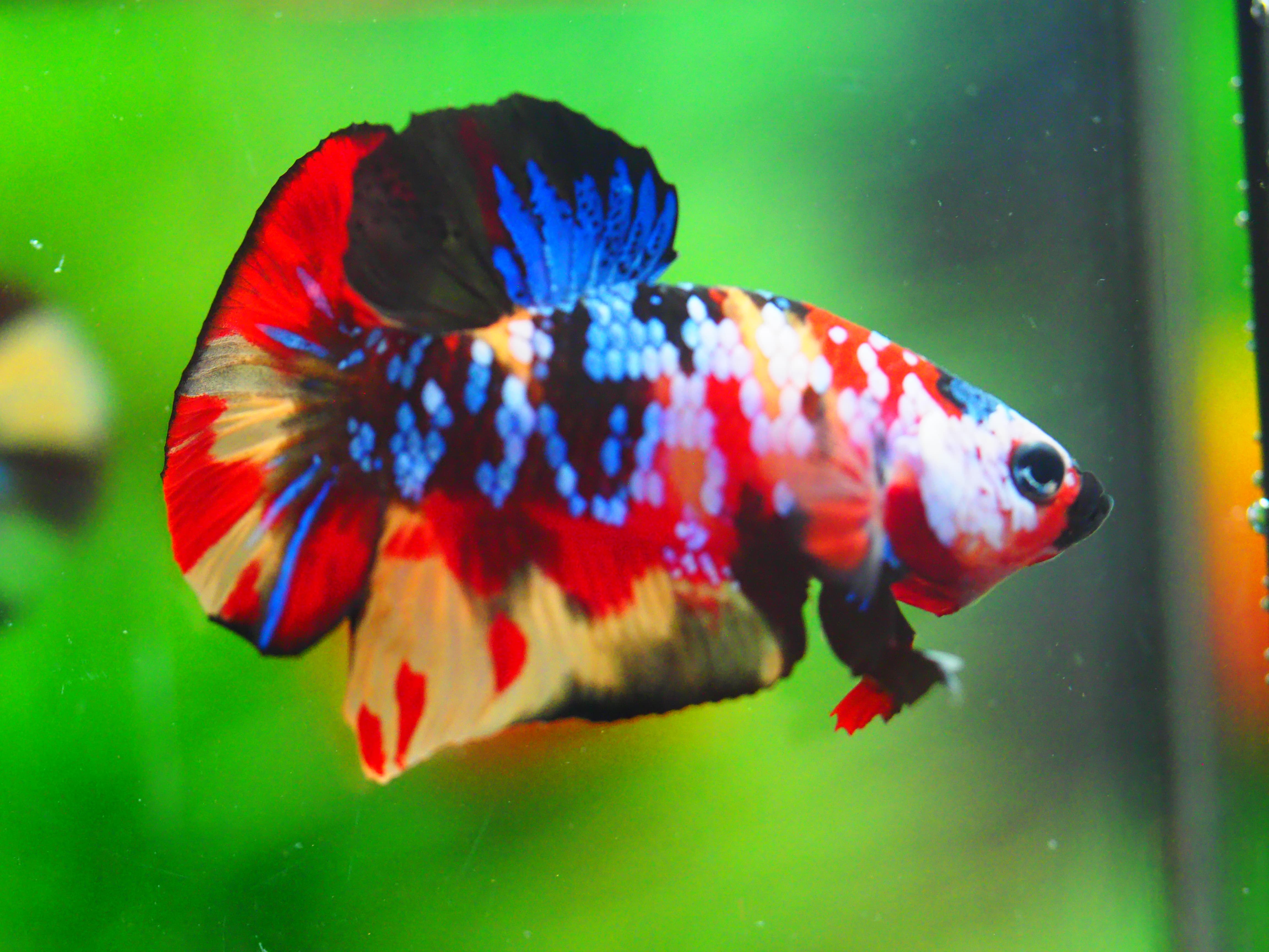 HMPK NEMO GALAXY MALE GRADE A +++