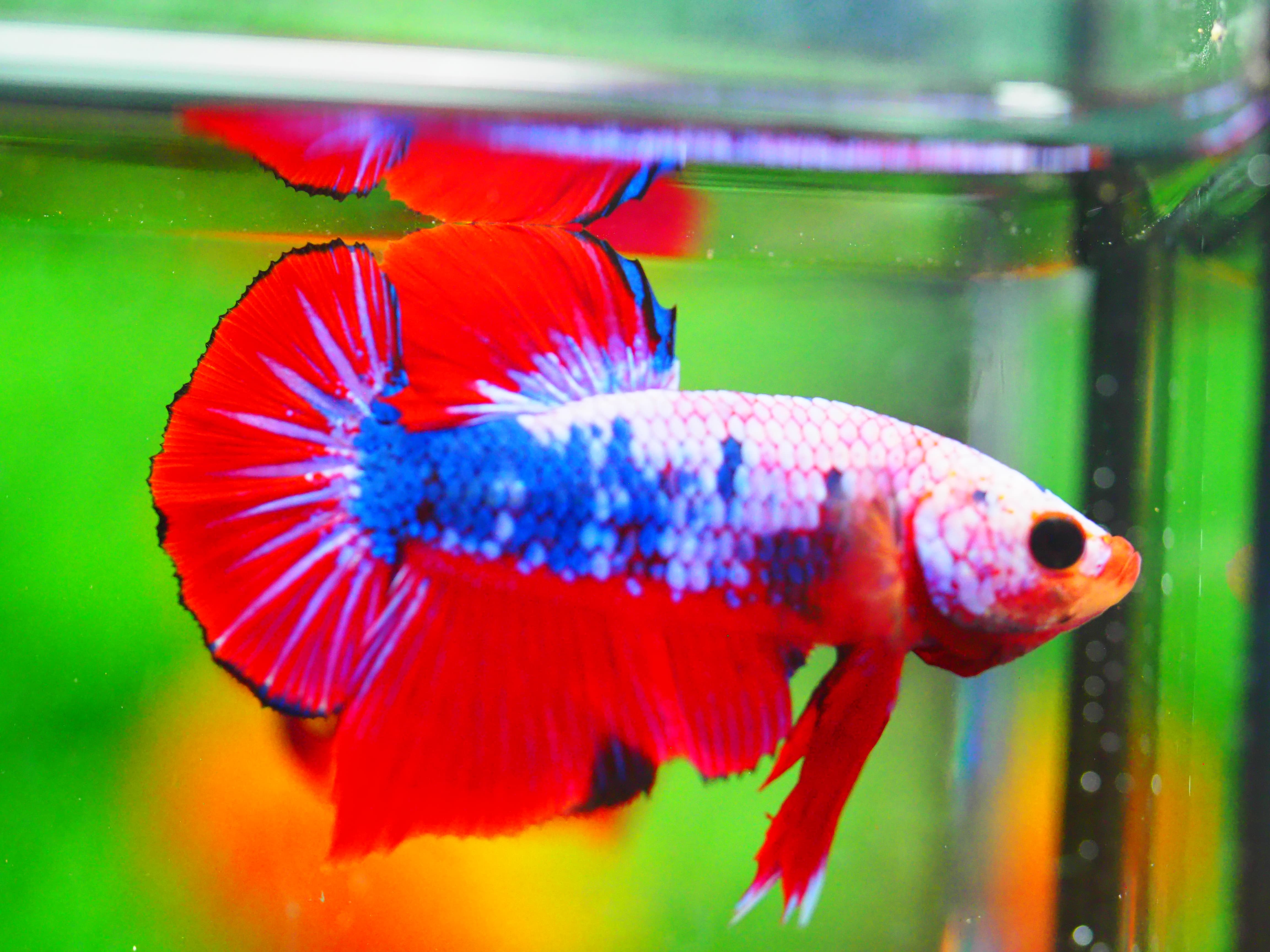 HMPK FANCY MALE GRADE A +++