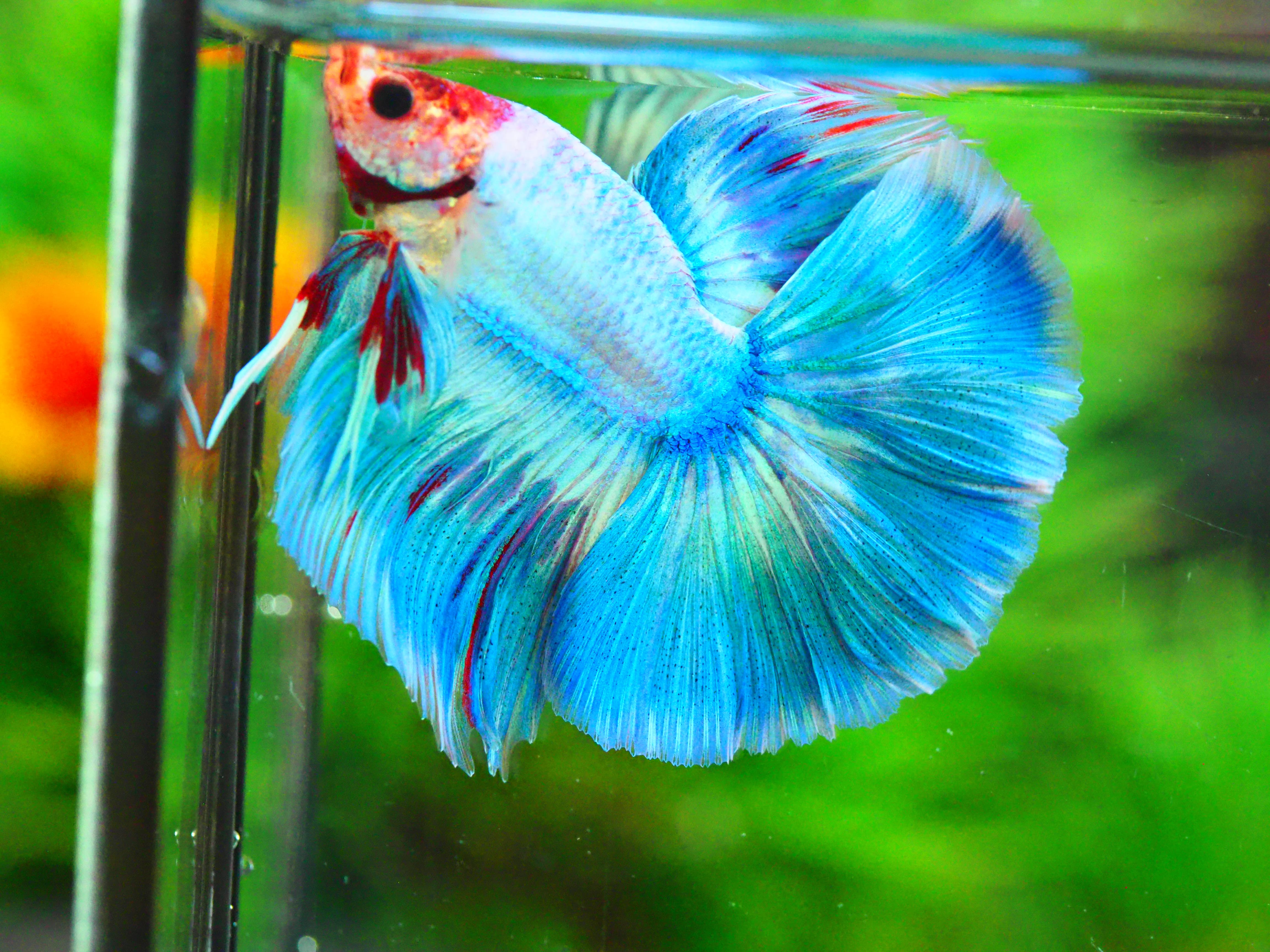 HM FANCY MALE GRADE A +++