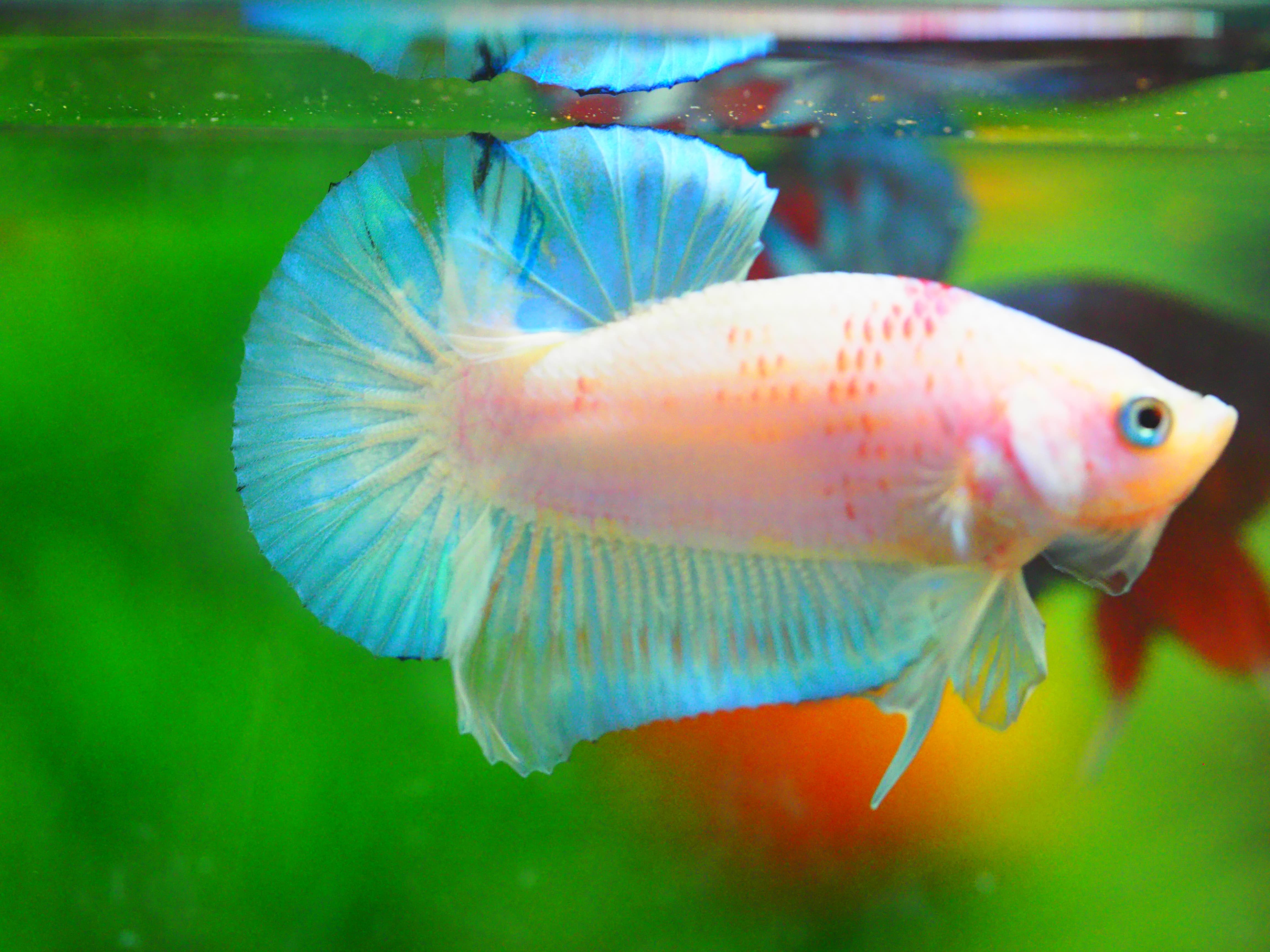 HMPK FANCY MALE GRADE A +++