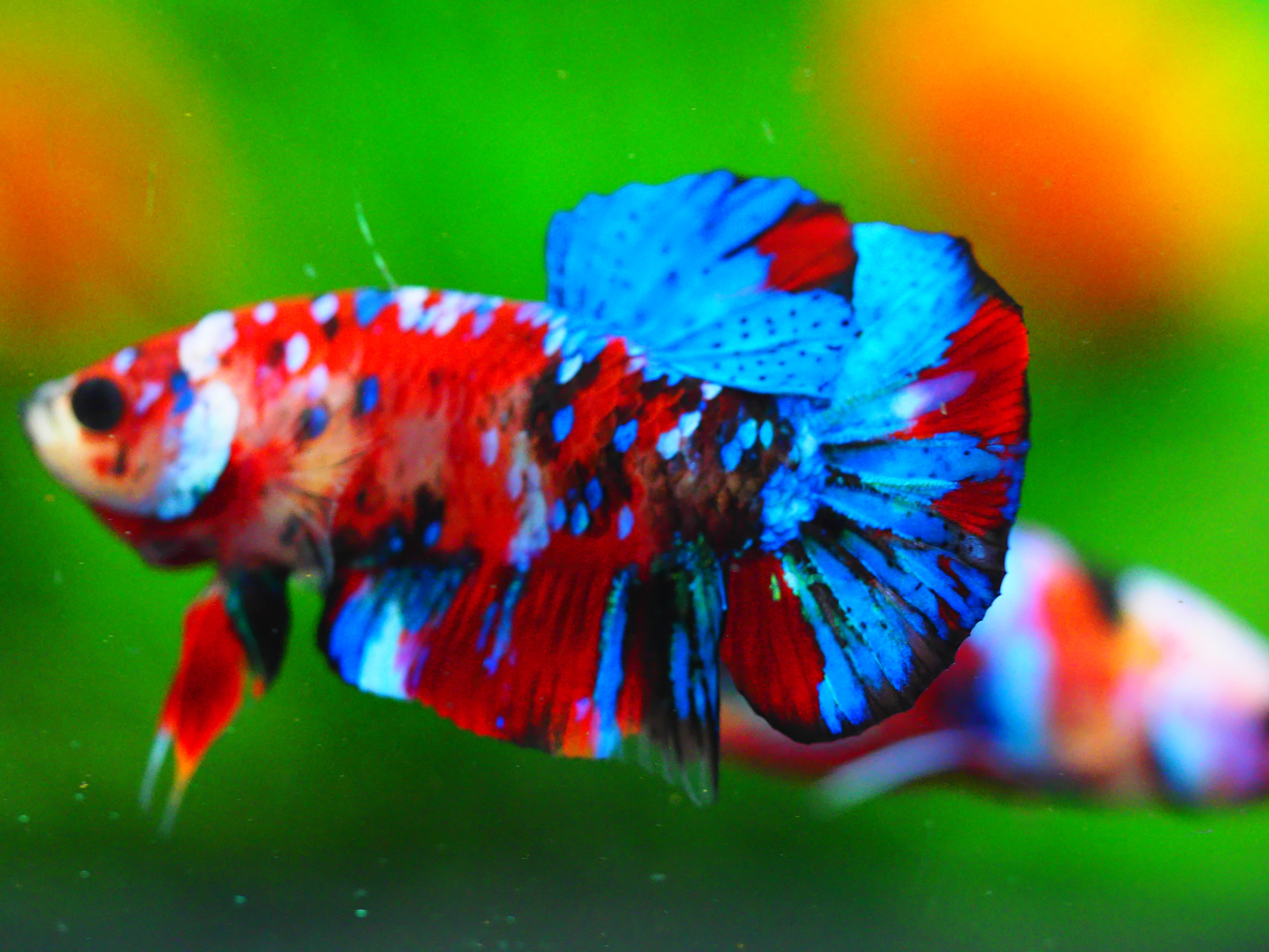 HMPK KOI GALAXY MALE GRADE A +++