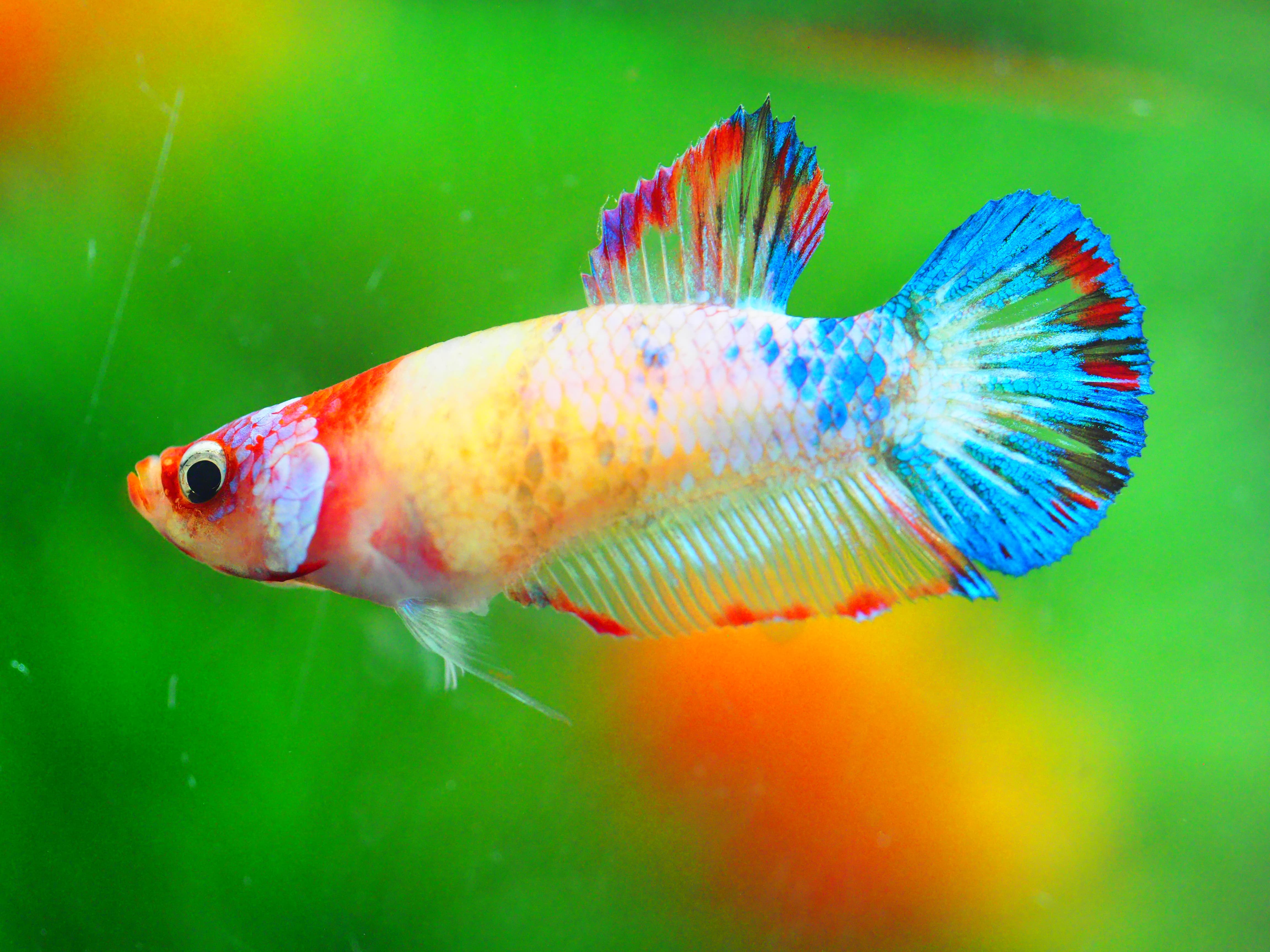 HMPK KOI GALAXY FNMALE GRADE A +++