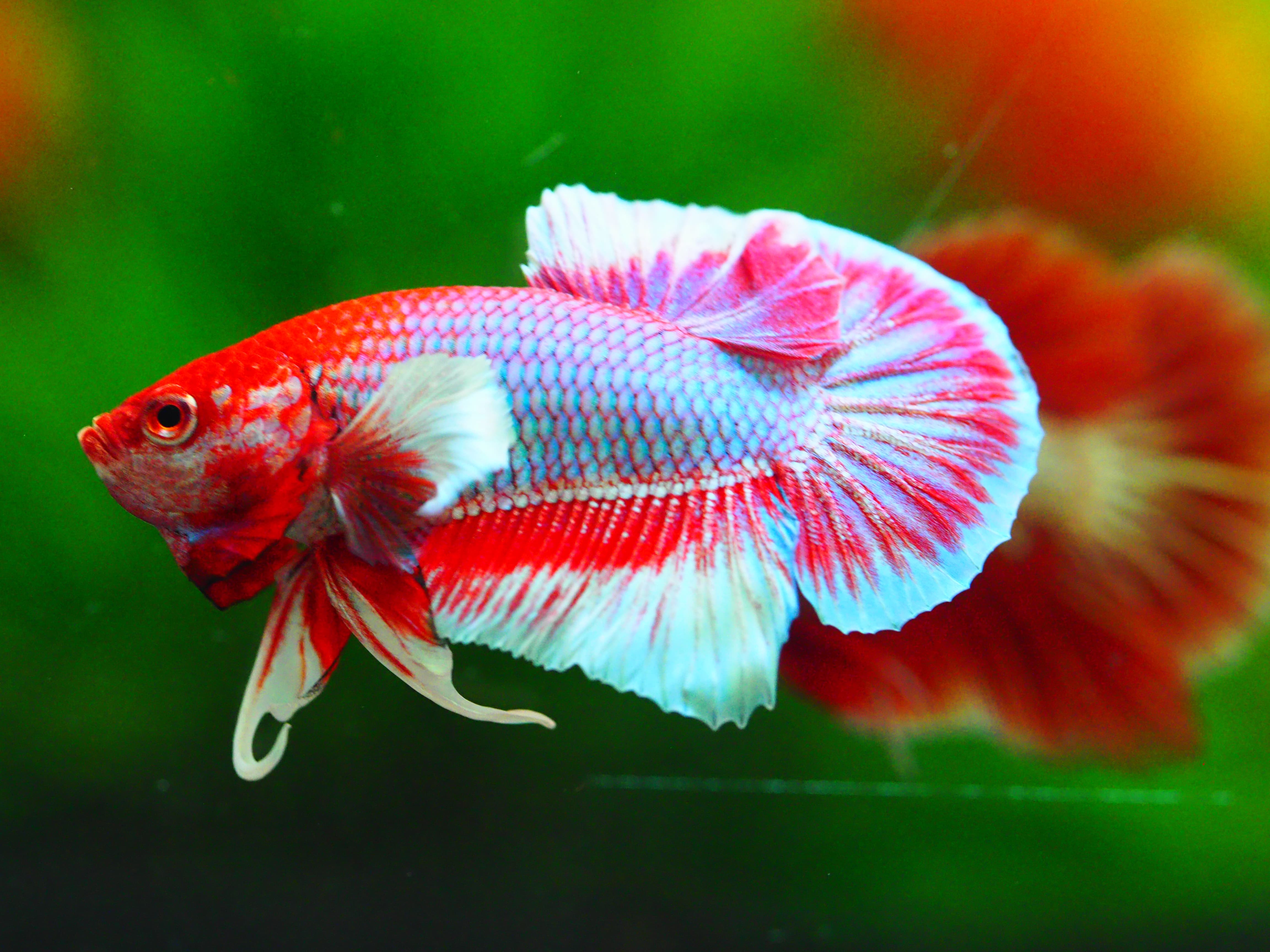HMPK DUMBO MALE GRADE A +++