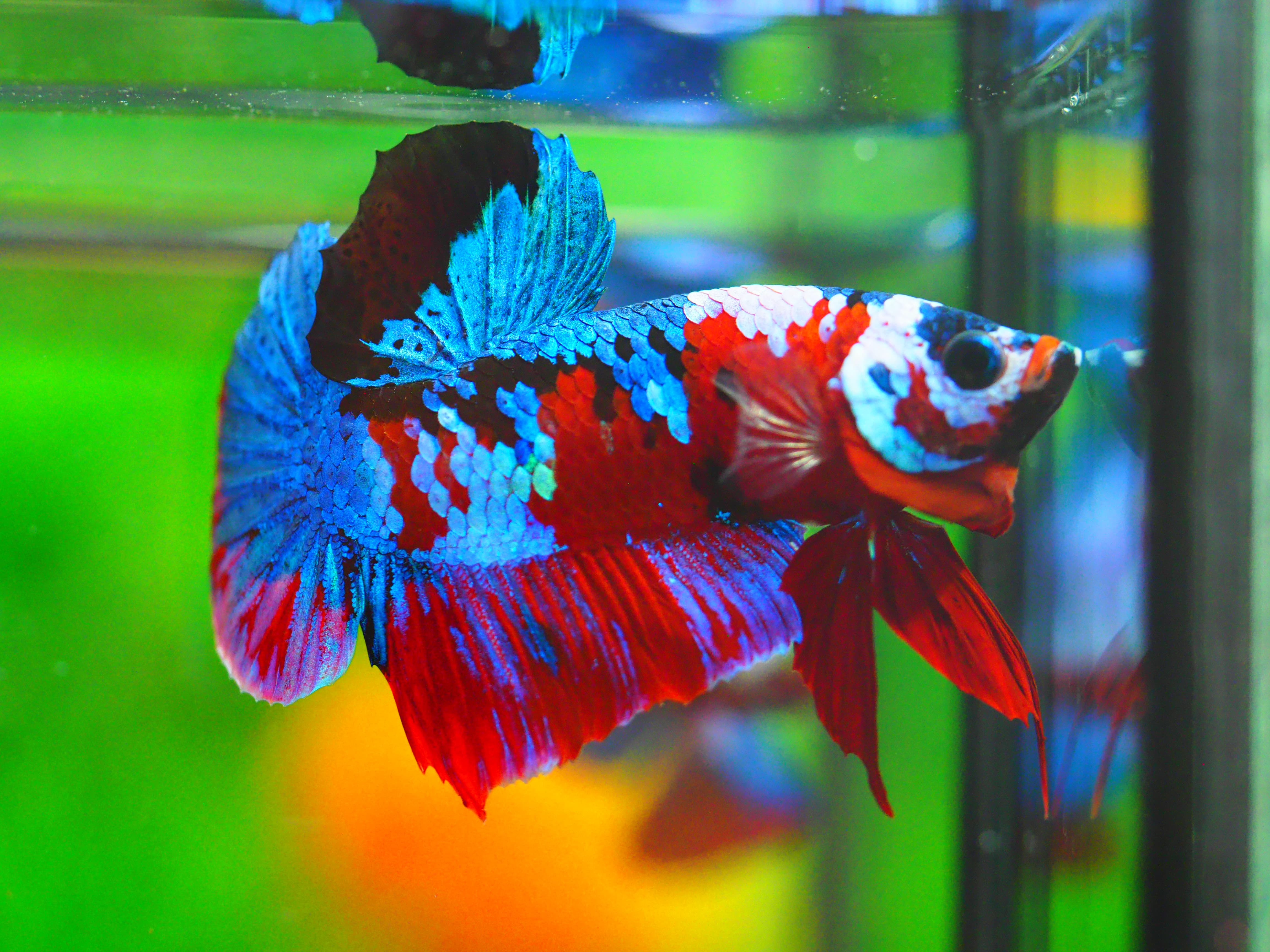 HMPK KOI GALAXY MALE GRADE A +++