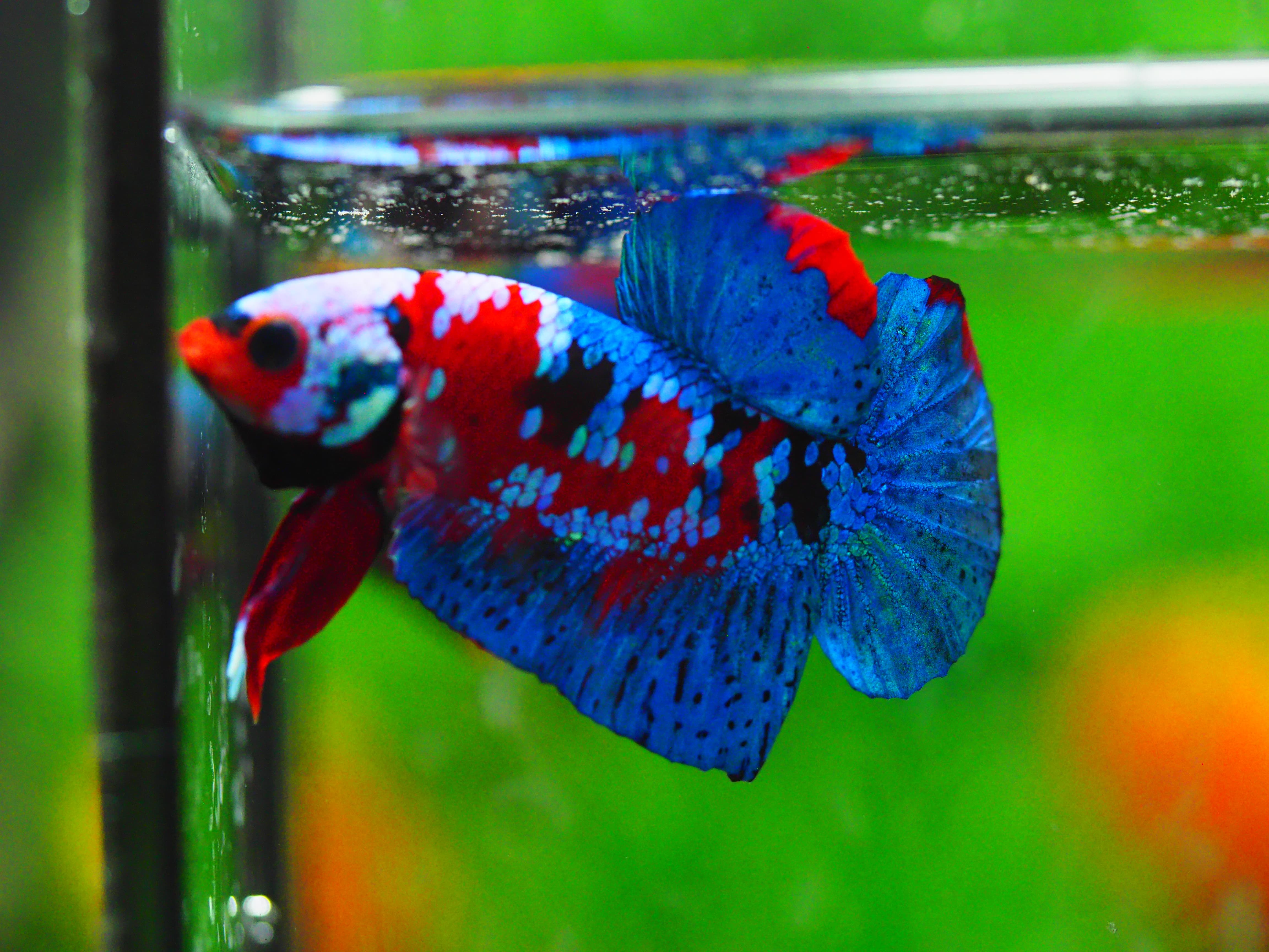 HMPK KOI GALAXY MALE GRADE A +++