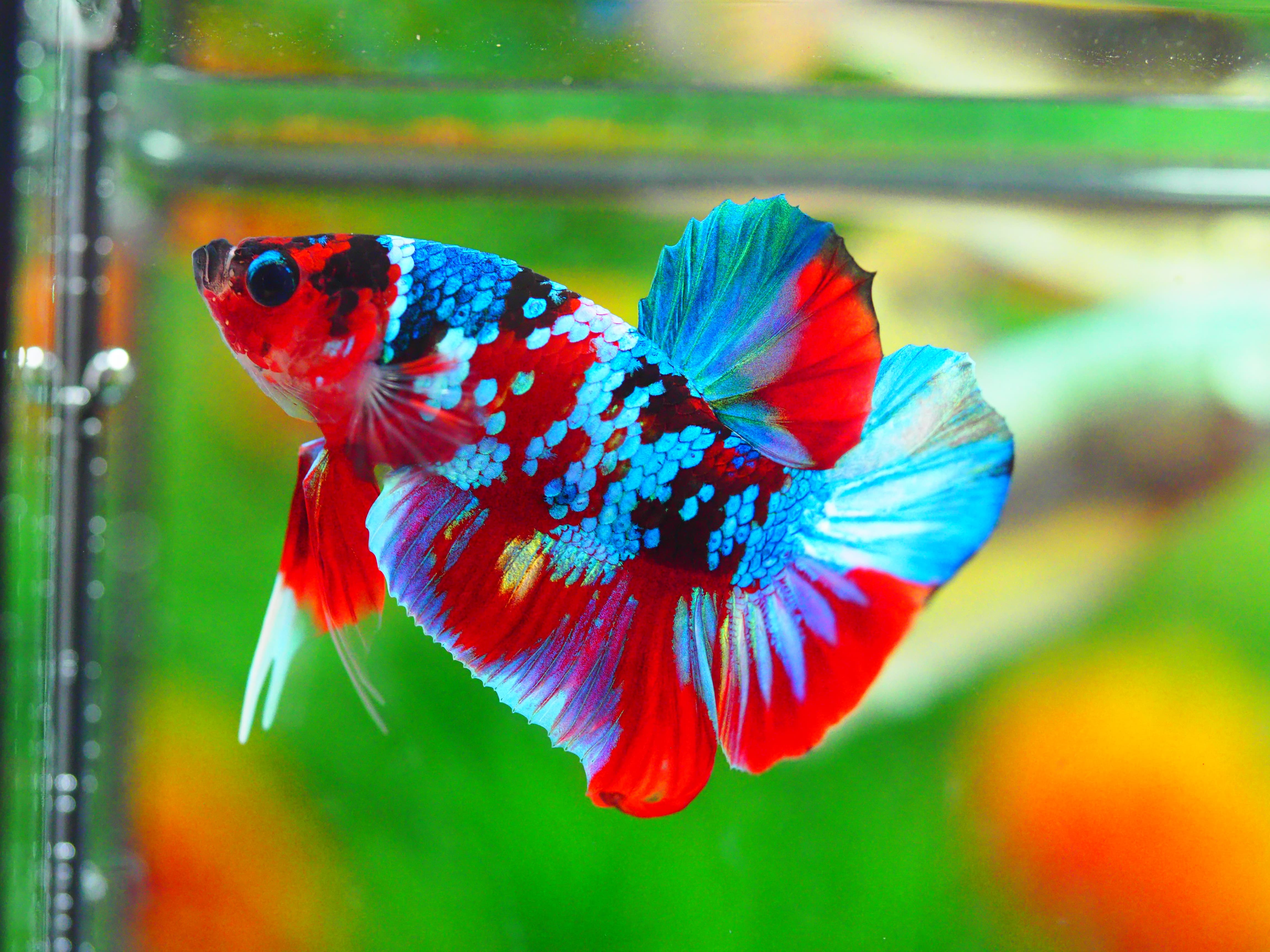 HMPK KOI GALAXY MALE GRADE A +++