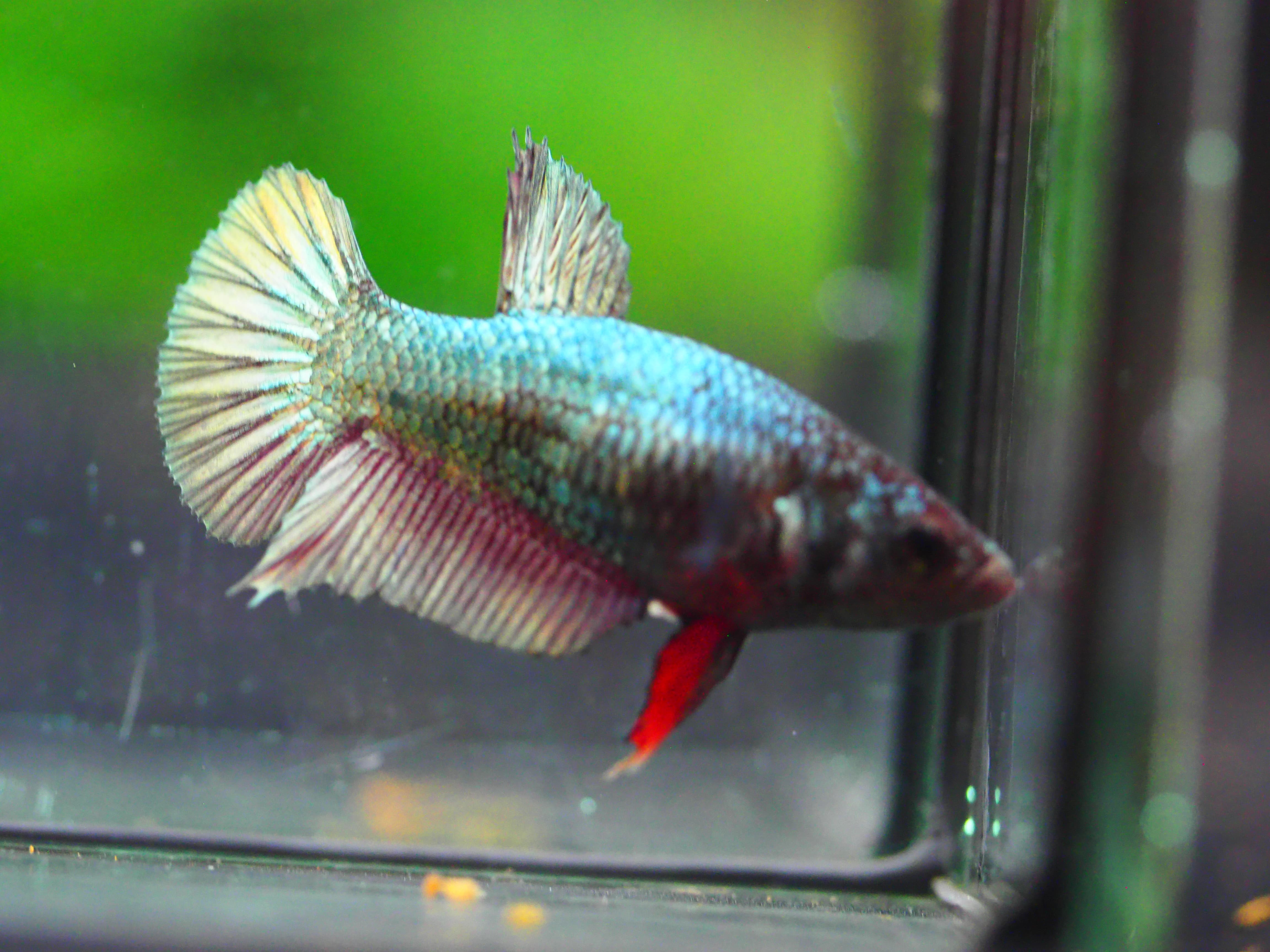 HMPK COPPER FNMALE GRADE A +++