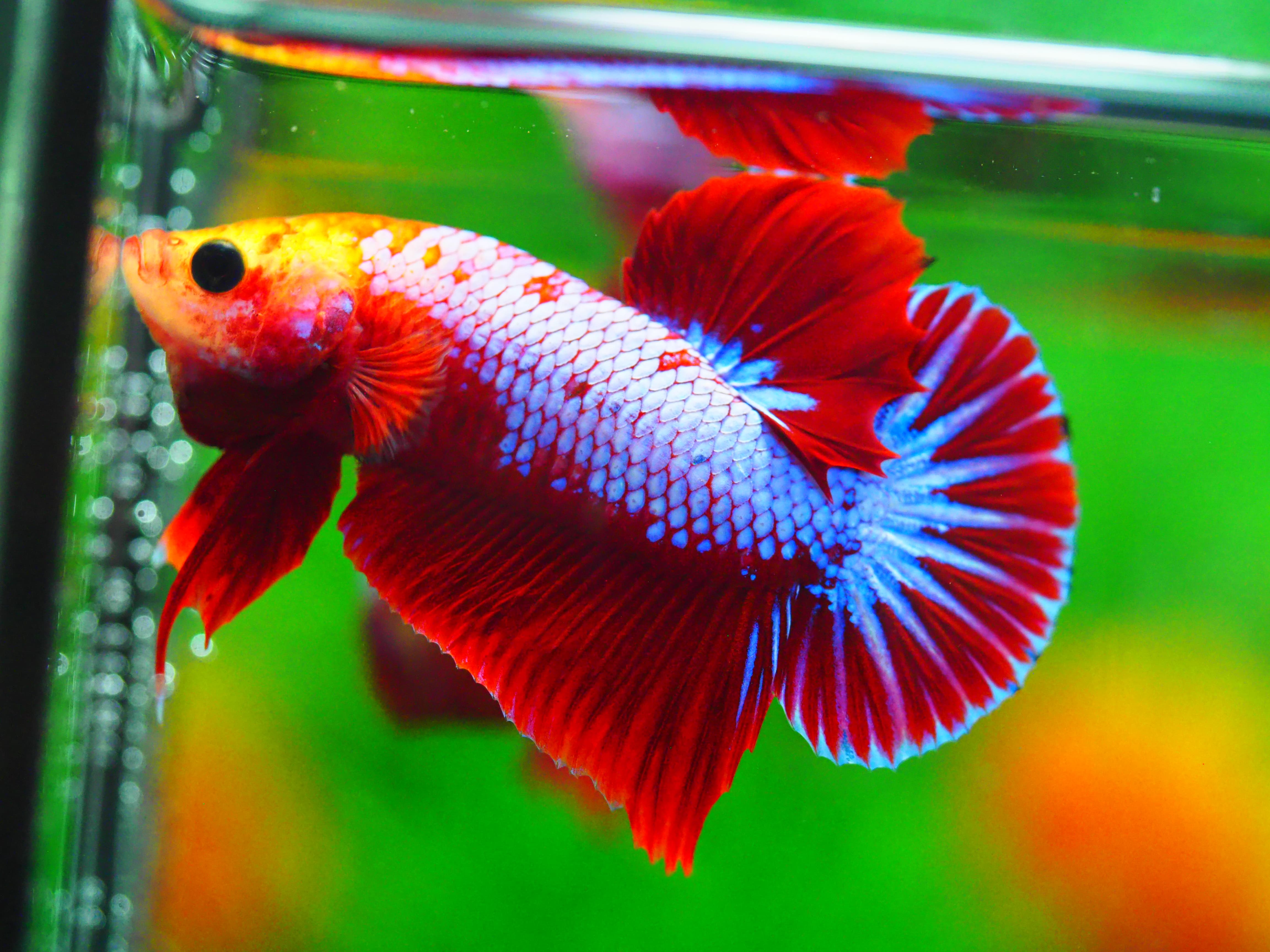 HMPK FANCY MALE GRADE A +++