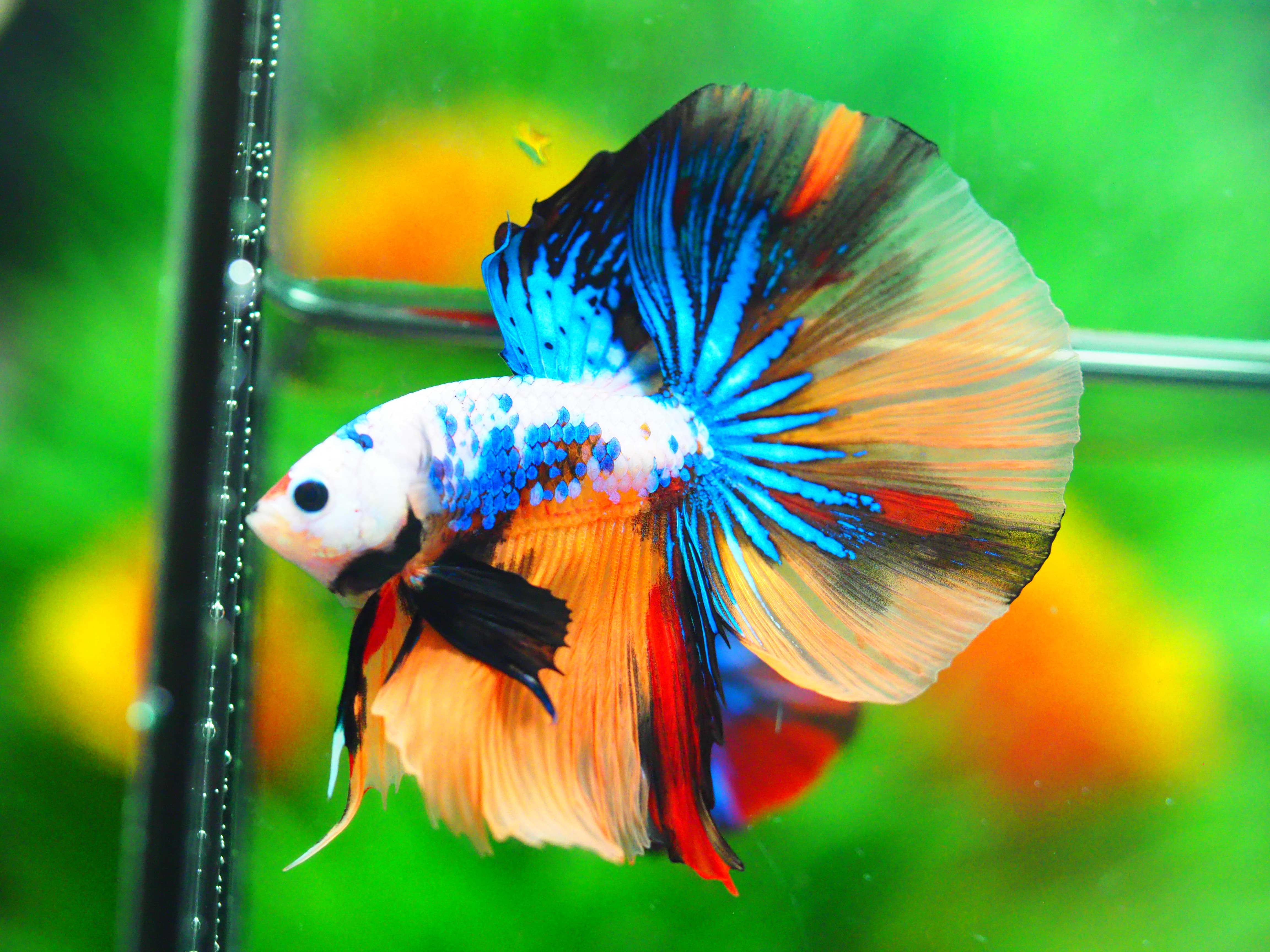 HM KOI GALAXY MALE GRADE A +++
