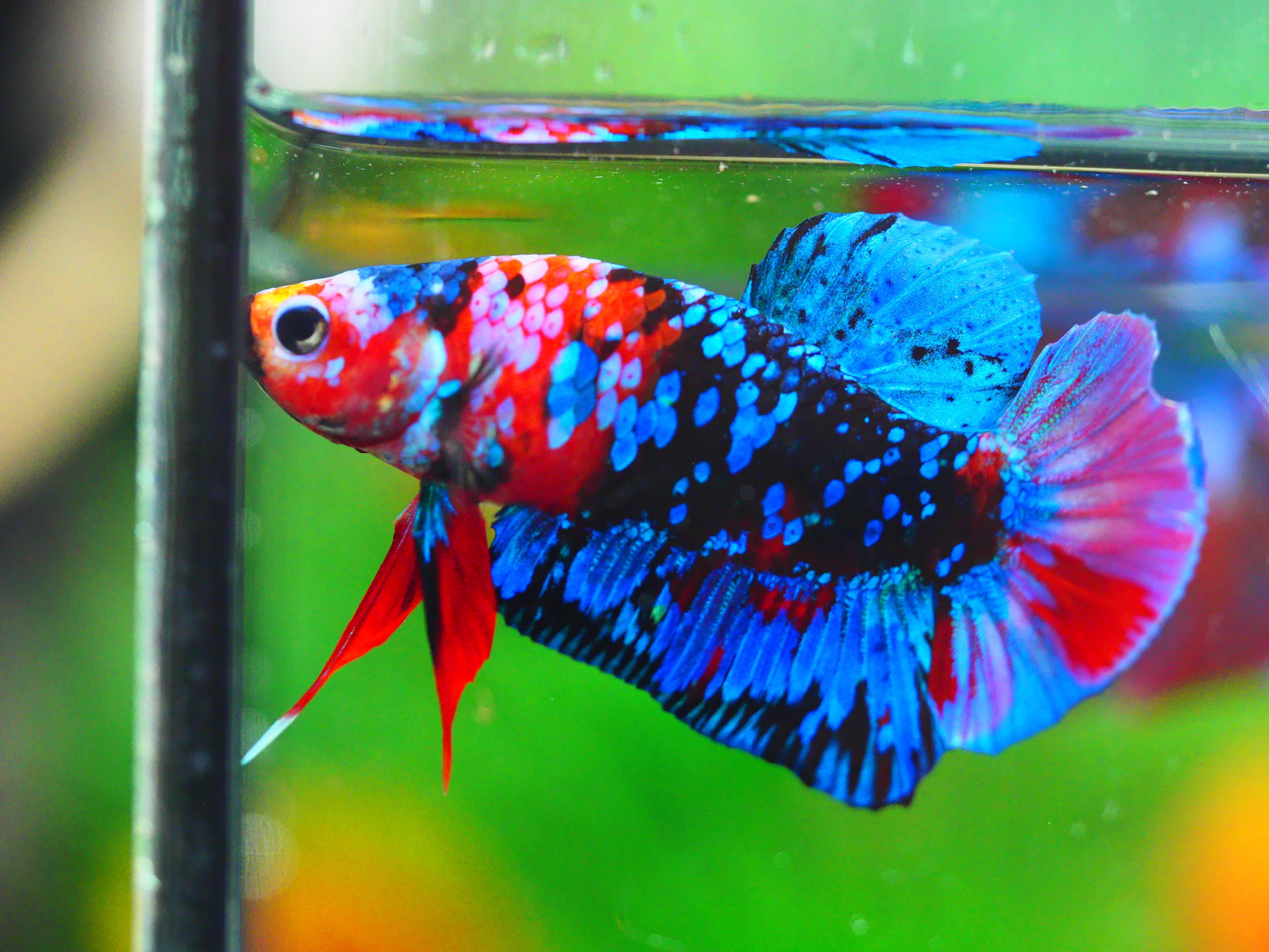 HMPK KOI GALAXY MALE GRADE A +++