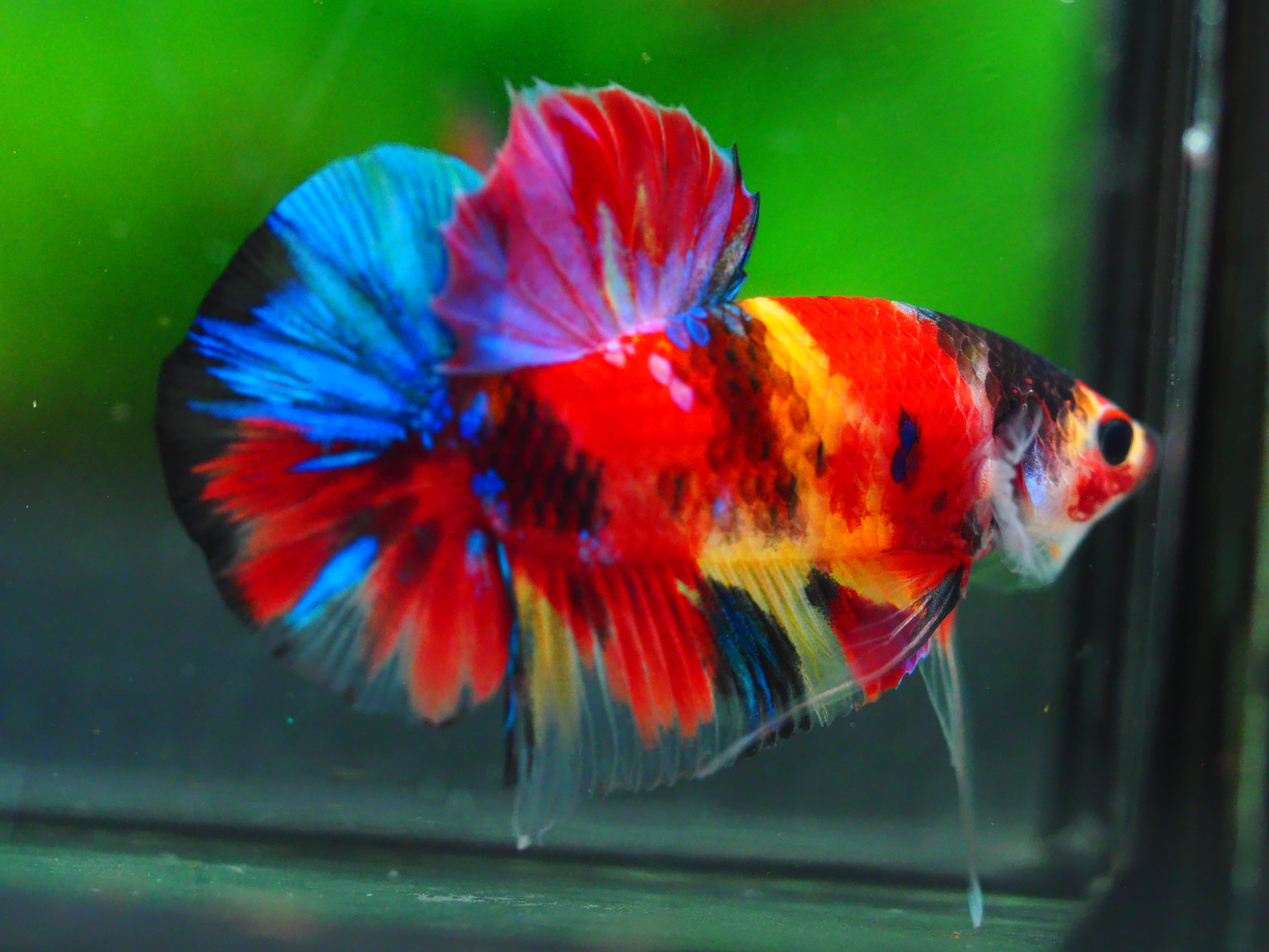 HMPK NEMO GALAXY MALE GRADE A +++