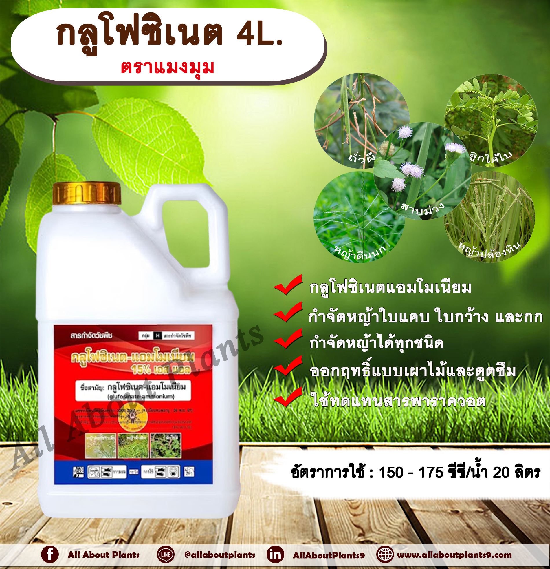 กลูโฟซิเนต ตราแมงมุม 4L. กลูโฟซิเนตแอมโมเนียม สารกำจัดวัชพืช กำจัดหญ้าใบแคบ ใบกว้าง กก หญ้าทุกชนิด ชิ้น