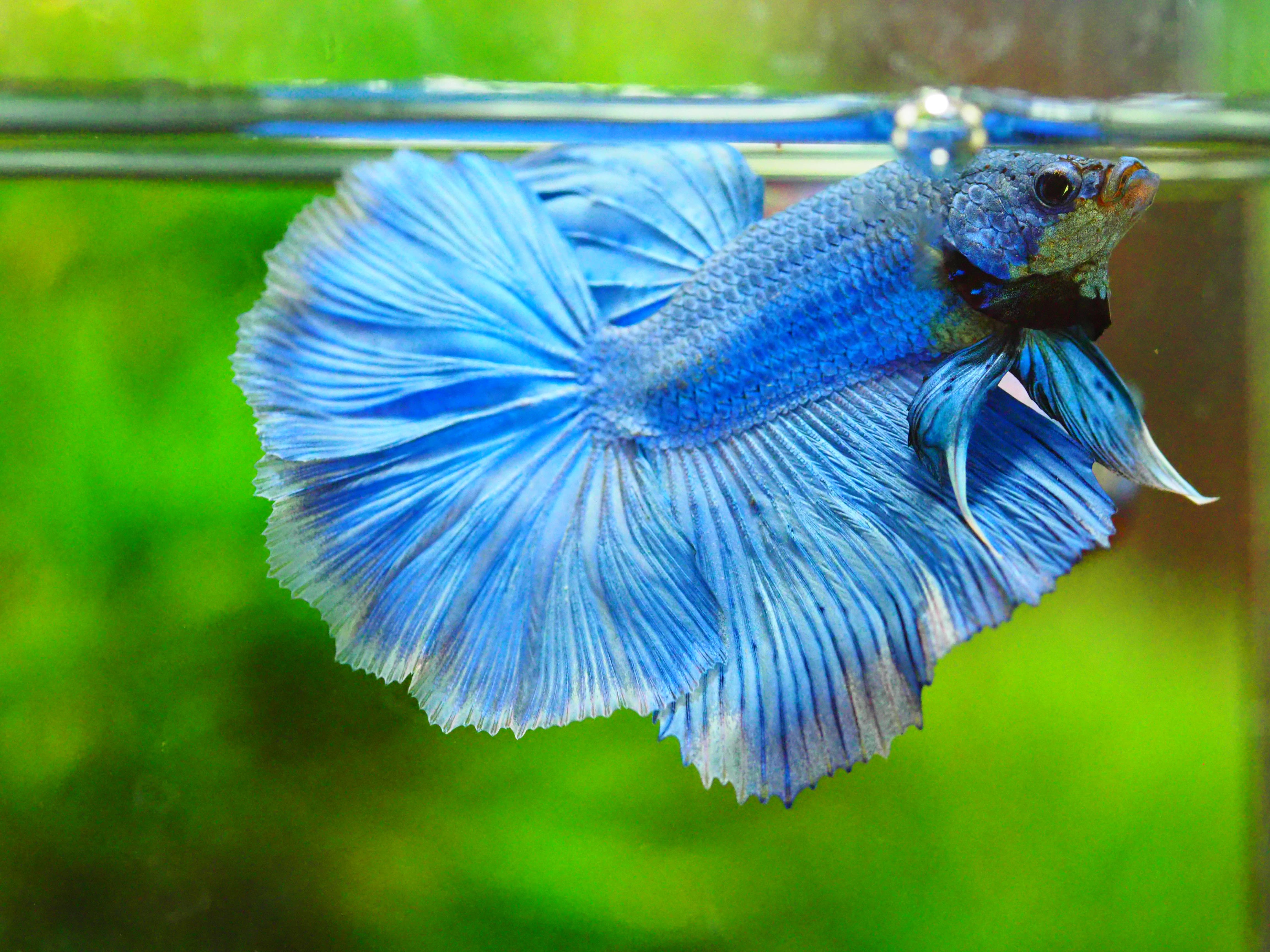 HM FANCY MALE GRADE A +++