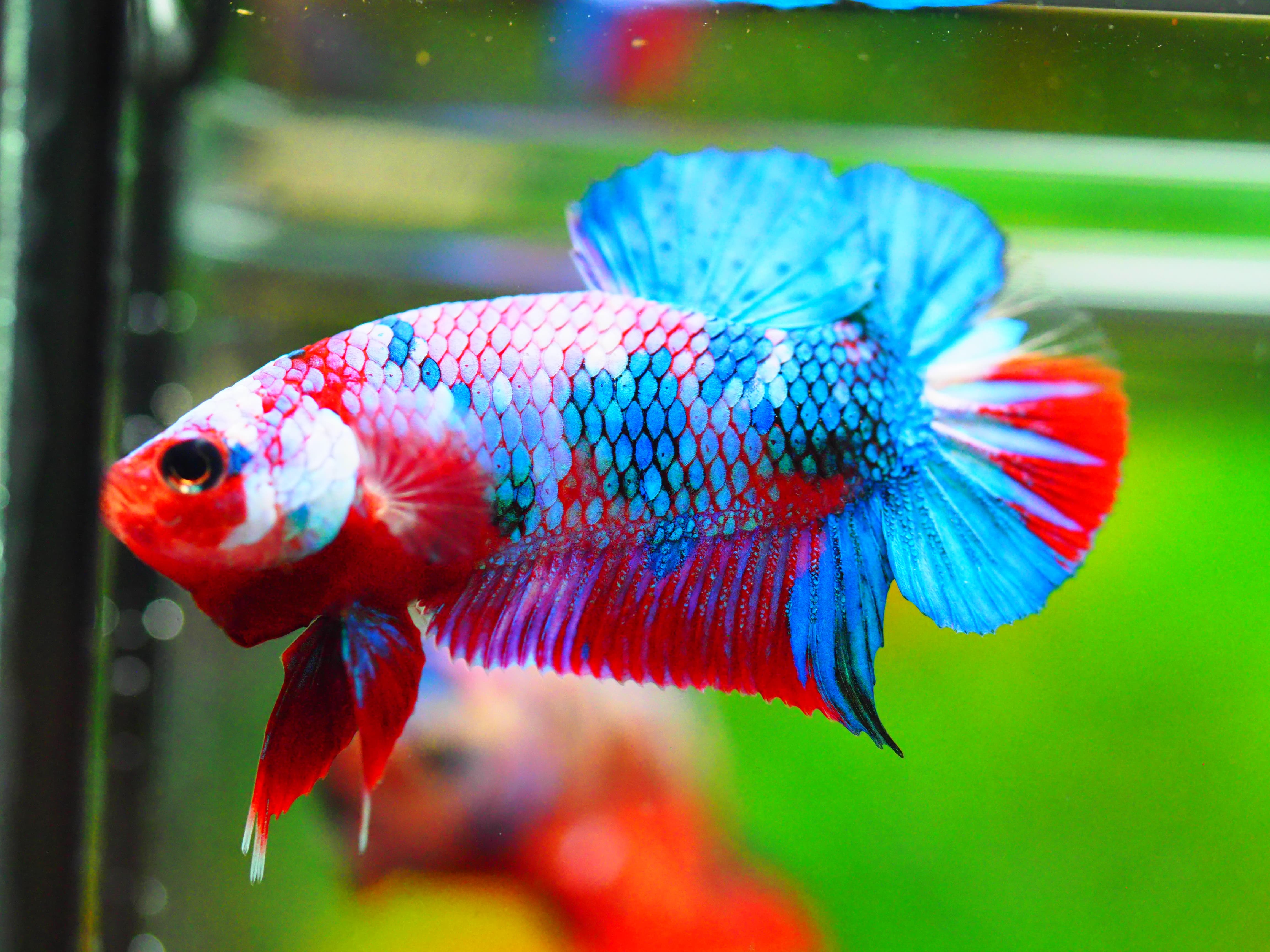 HMPK KOI GALAXY MALE GRADE A +++