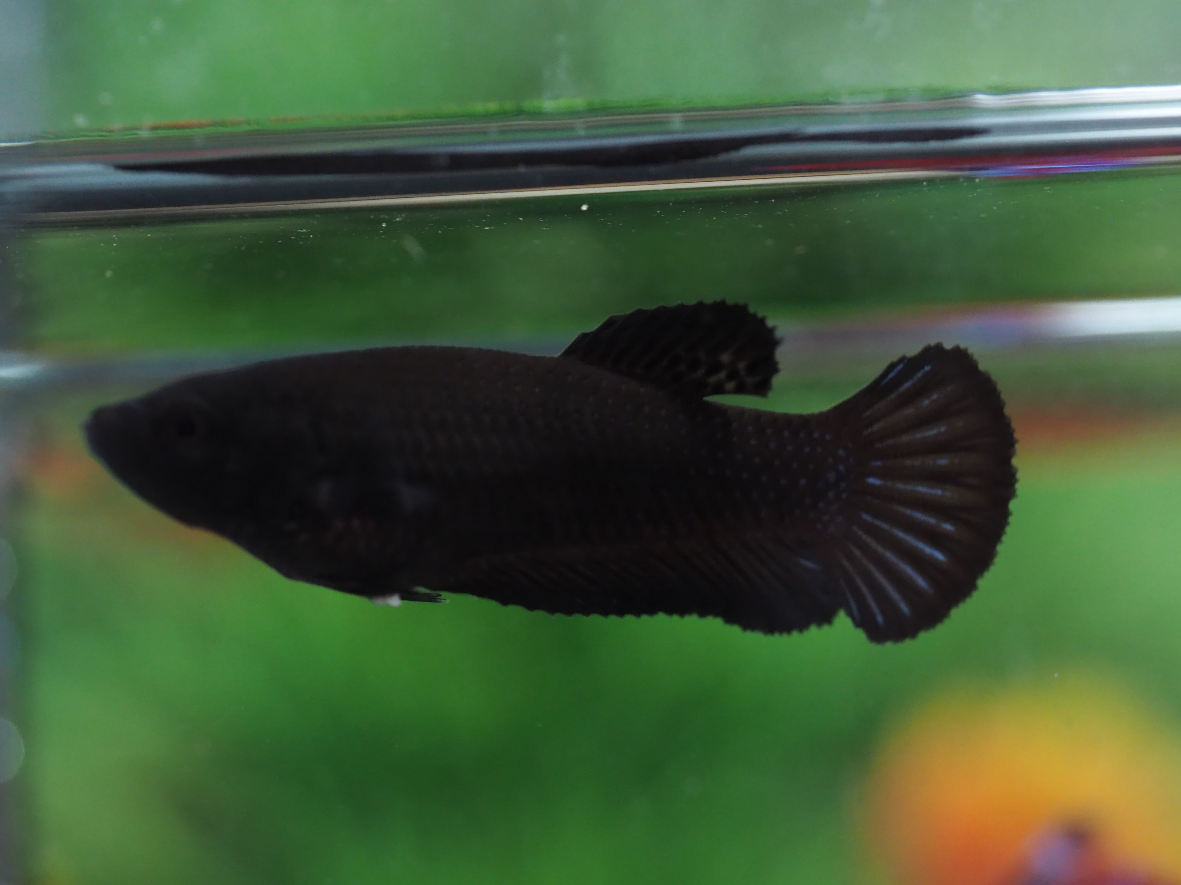 HMPK BLACK GRADE A++ FEMALE