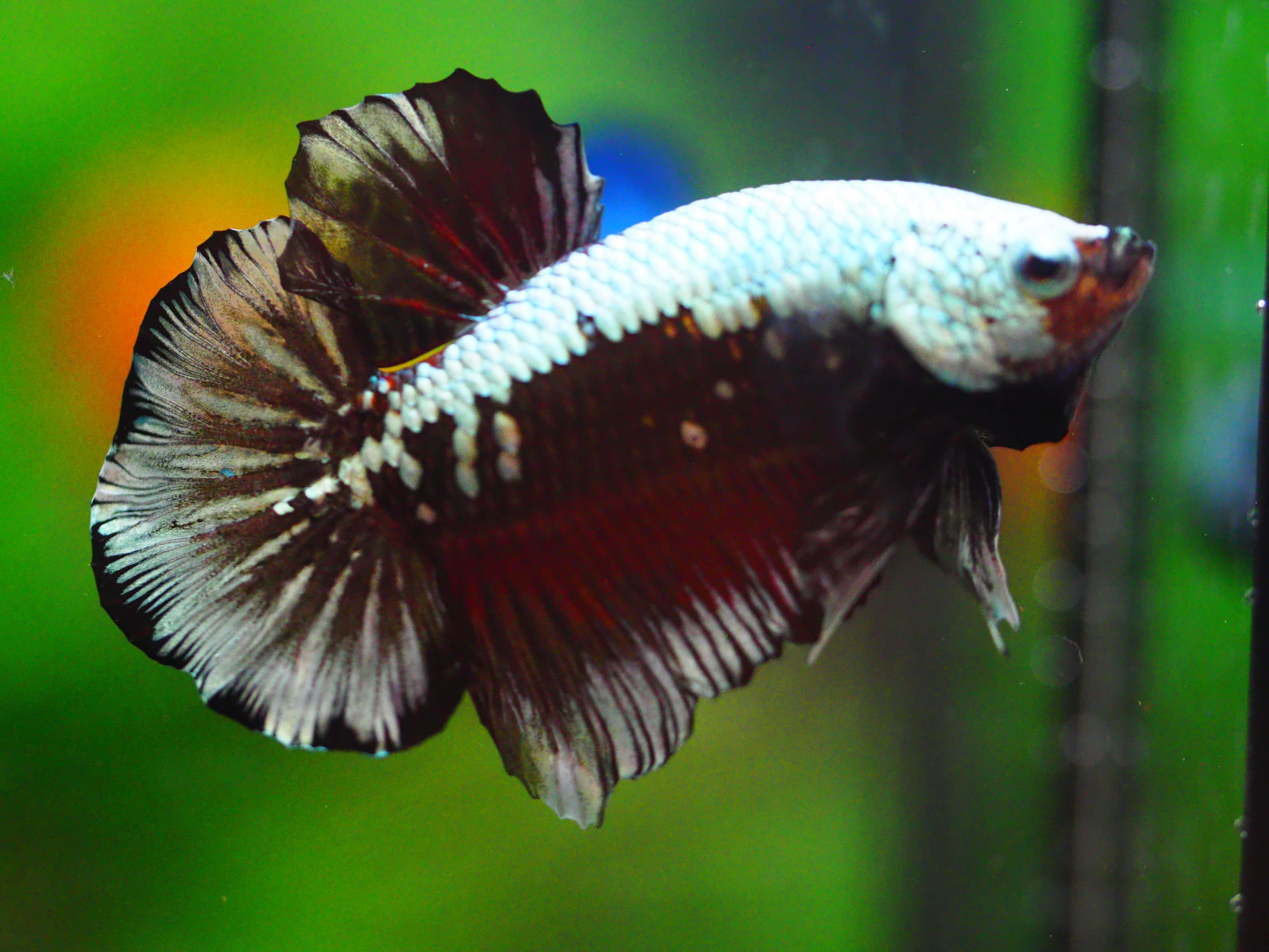 HMPK BLACK DRAGON MALE GRADE A +++