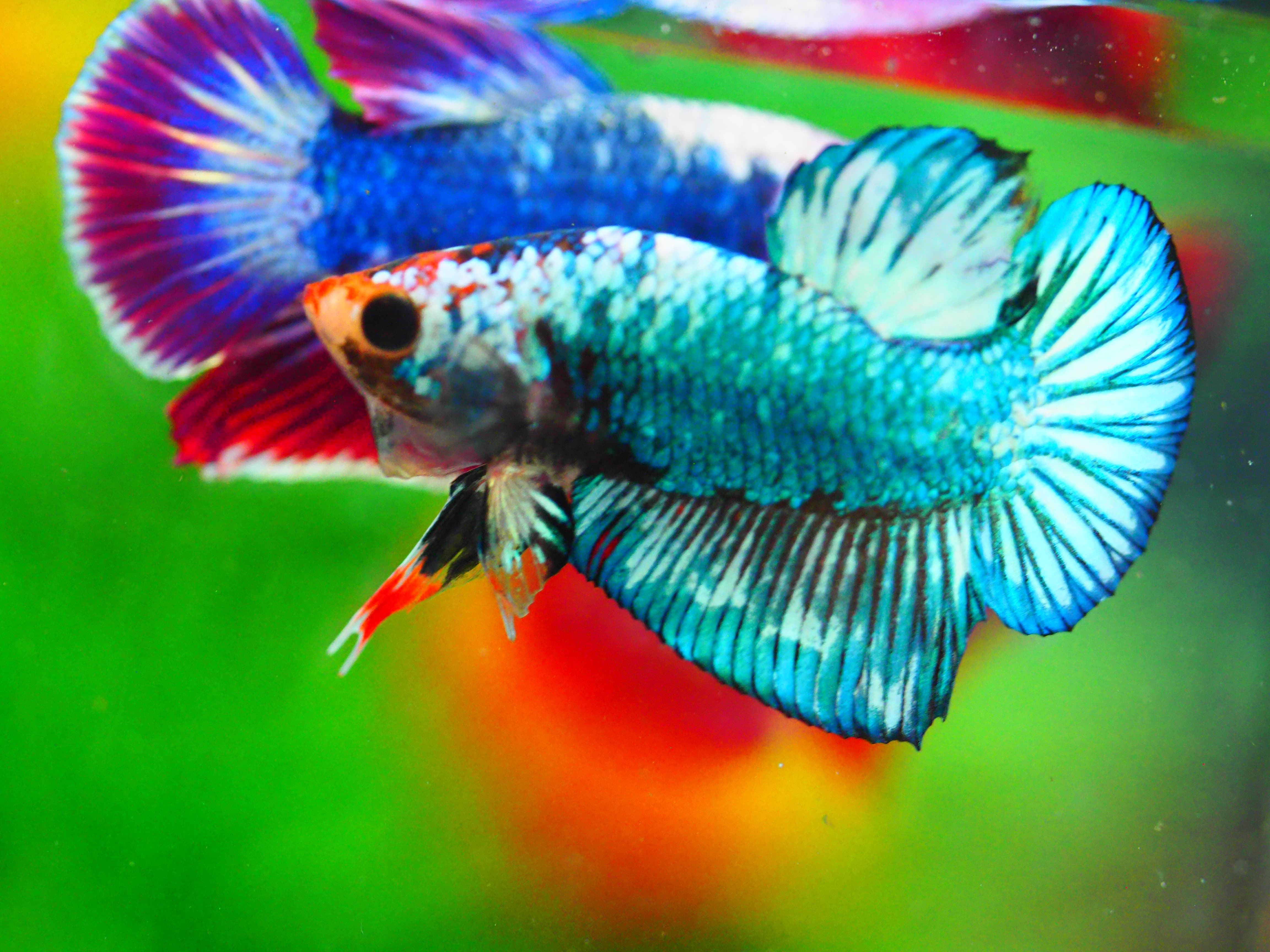 HMPK FANCY MALE GRADE A +++